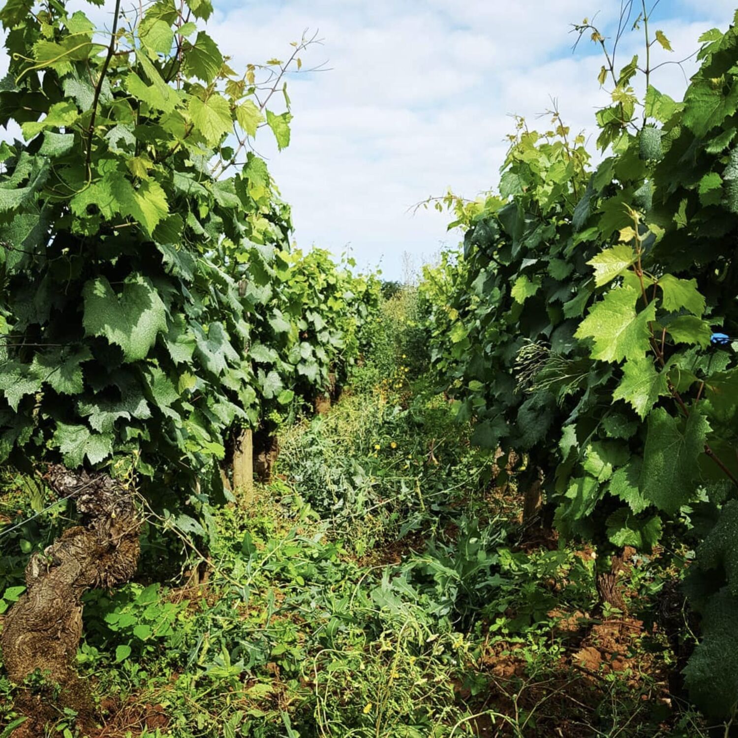 Comment limiter les impacts du gel sur les vignes ? Vigneronne et...