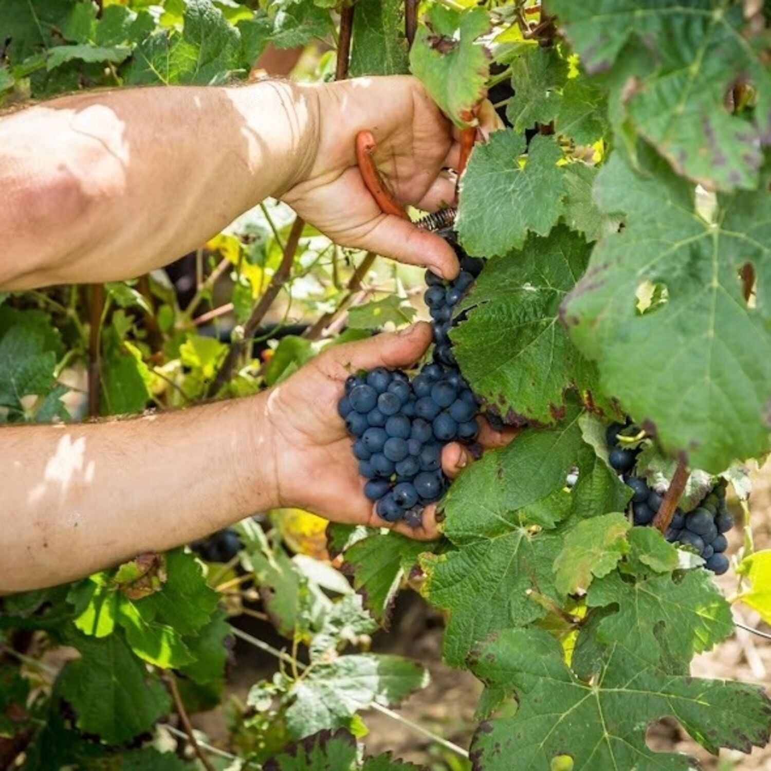 Les viticulteurs de Côte d’Or recherchent des vendangeurs