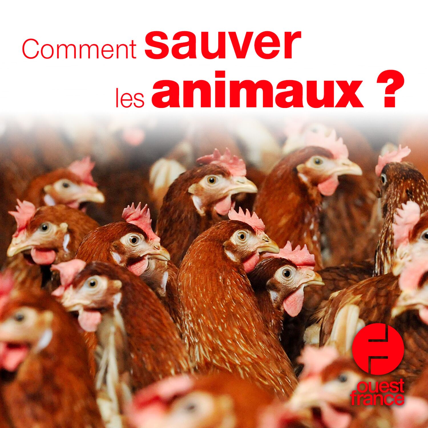 Comment sauver les animaux ?