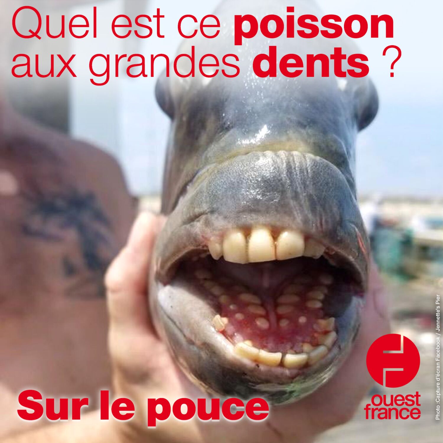 6 août 2021 - Quel est ce poisson aux grandes dents ?