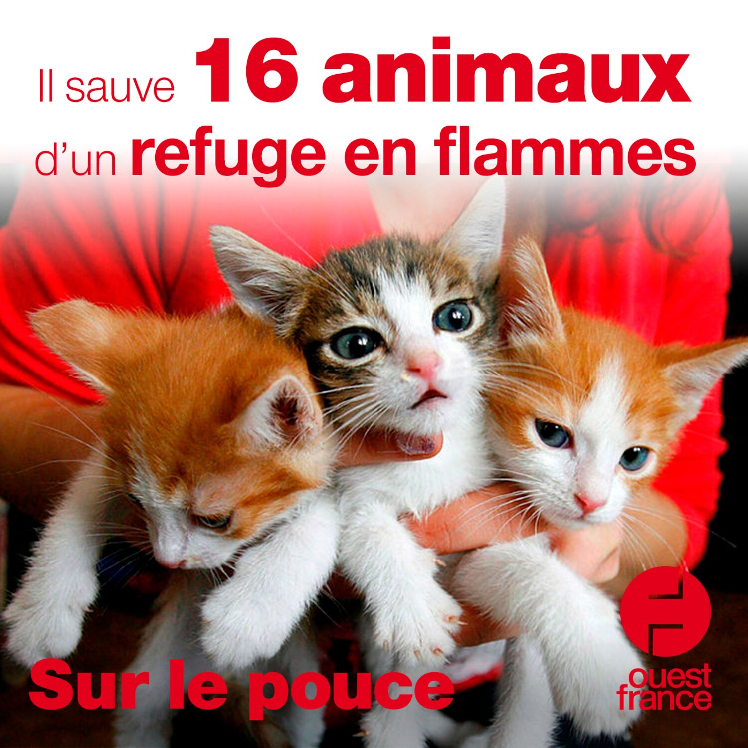 28 décembre 2020 - Il sauve 16 animaux d'un refuge en flammes