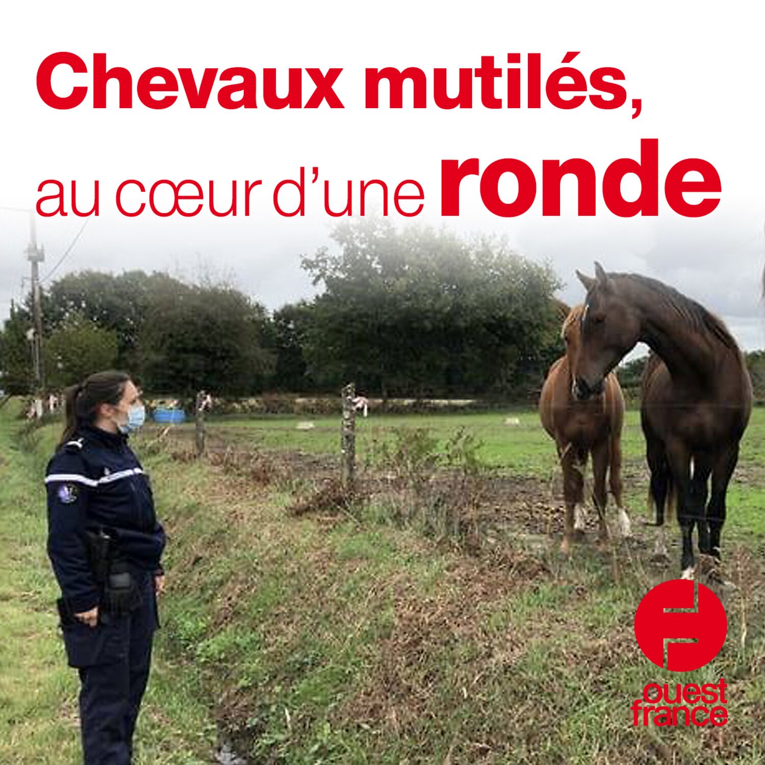 Les gendarmes mobilisés auprès des éleveurs