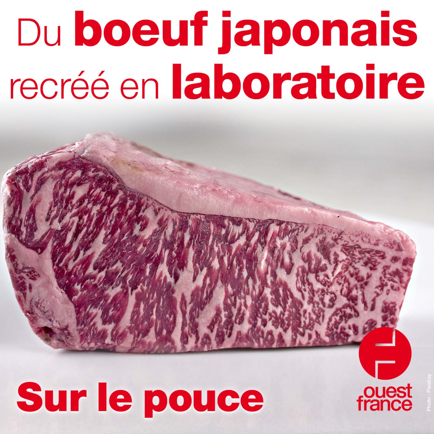 1 septembre 2021 - Du boeuf japonais recréé en laboratoire