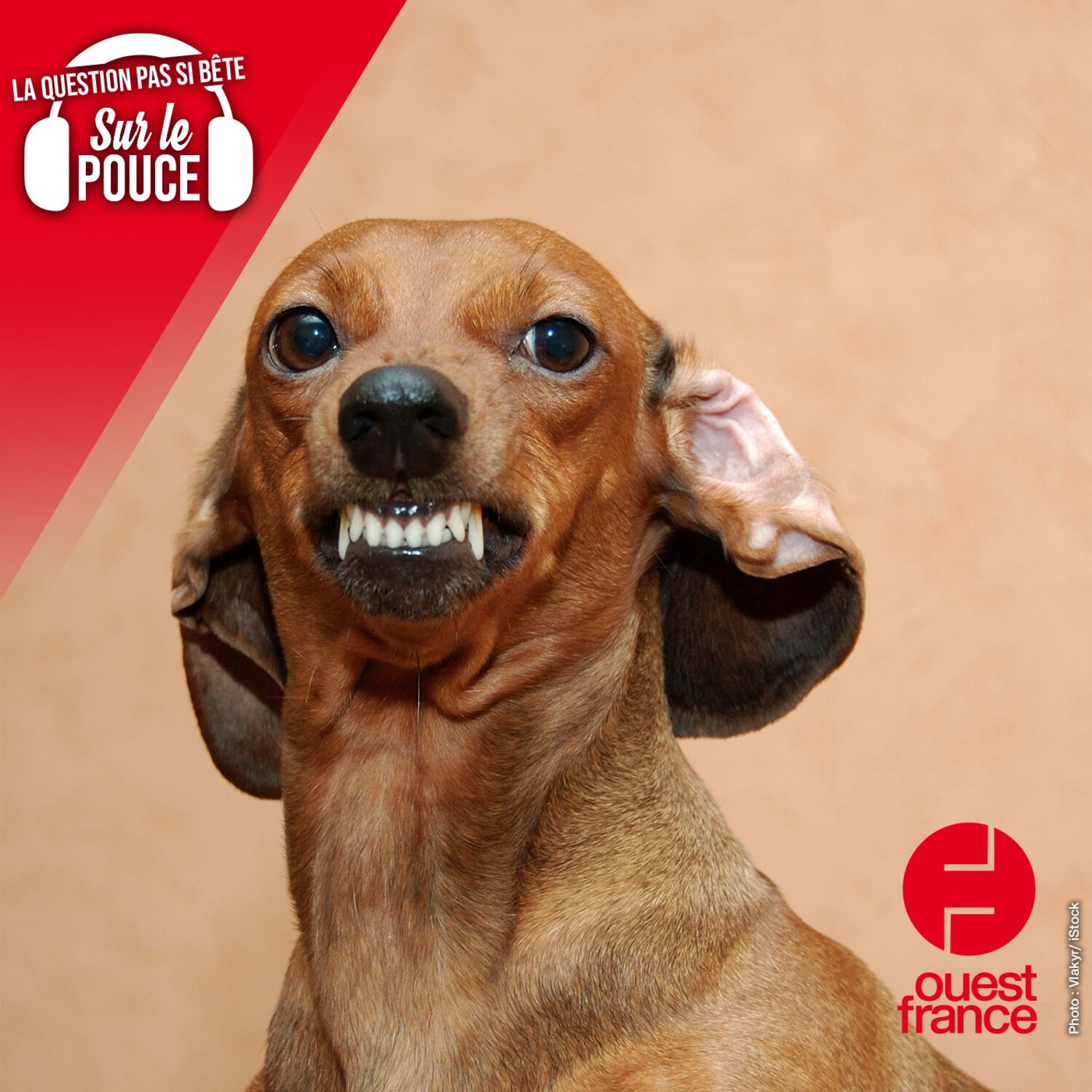 Pourquoi les petits chiens aboient souvent plus que les gros ?