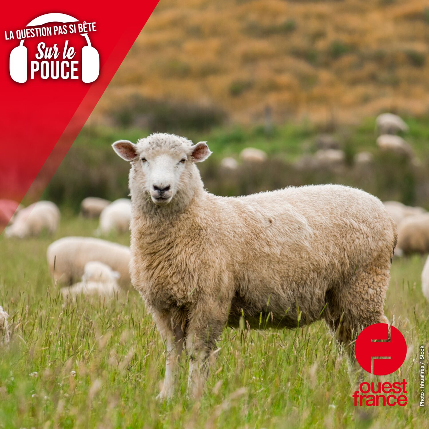 Est-ce que compter les moutons pour s'endormir, ça fonctionne...