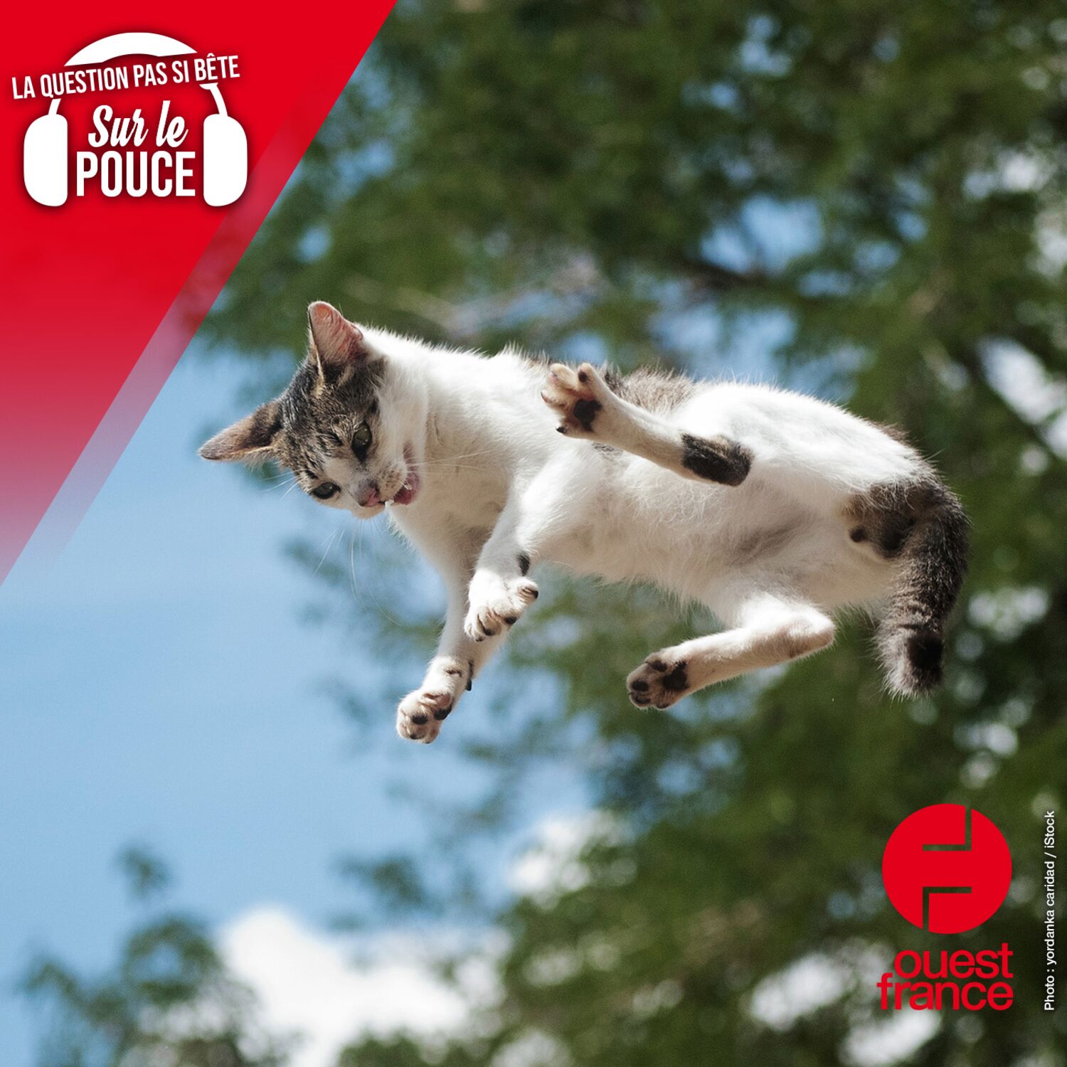 Les chats retombent-ils vraiment toujours sur leurs pattes ?