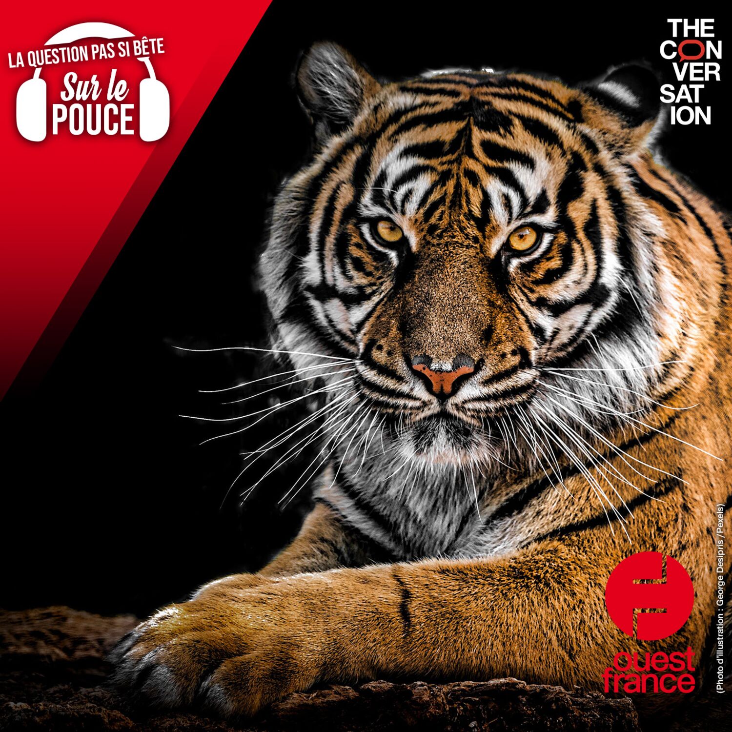 Pourquoi les tigres sont-ils rayés ?