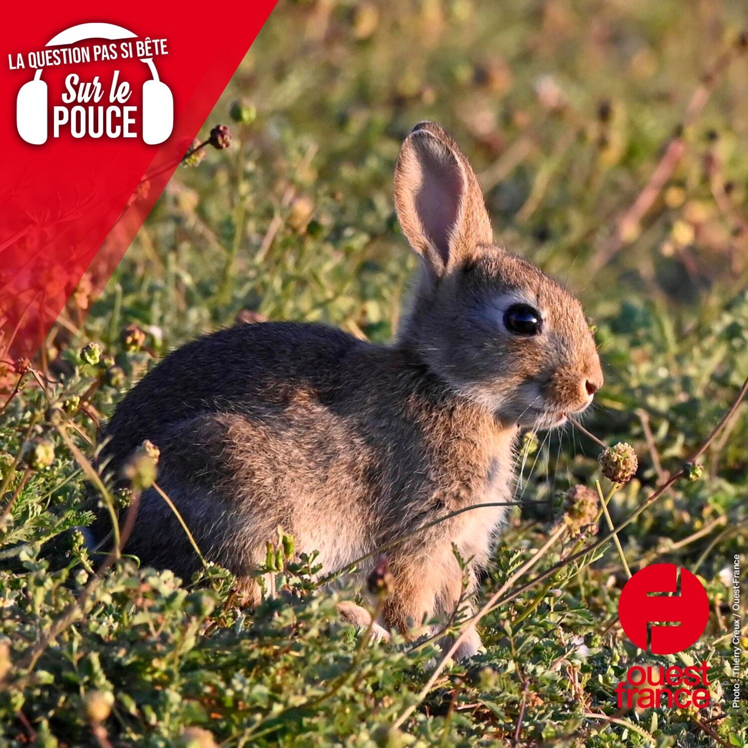 D’où vient l’expression “poser un lapin” ?