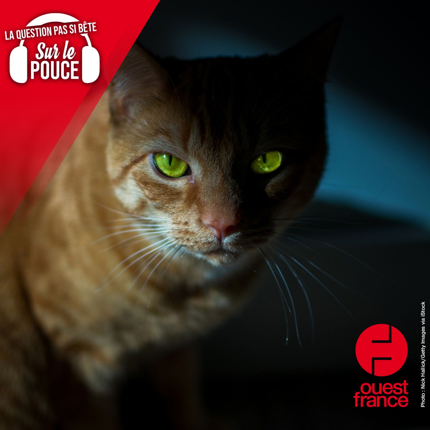 Pourquoi les yeux des chats brillent-ils la nuit ?