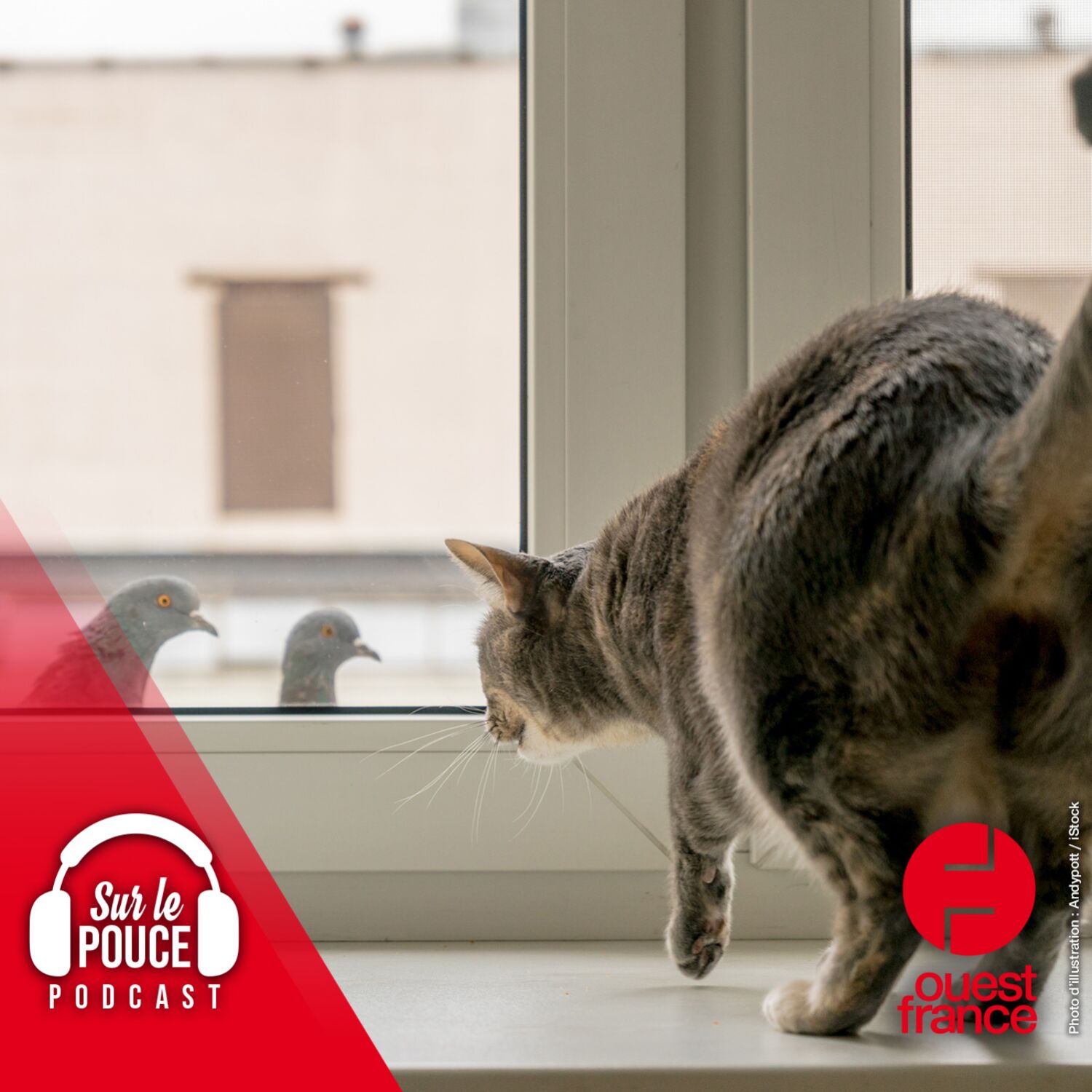 8 mars 2023 - Les chats sont confinés en Australie, voici pourquoi