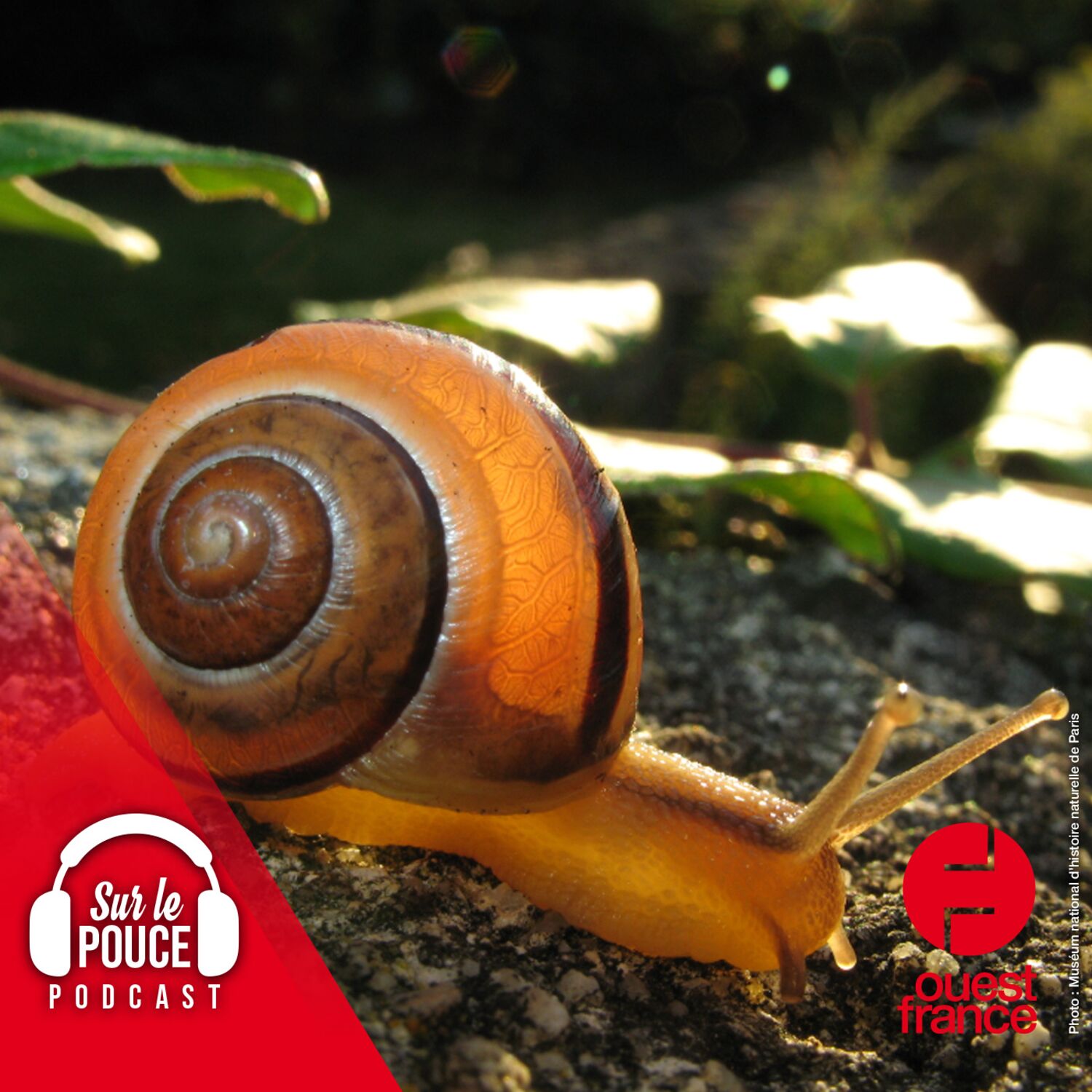 12 mai 2023 - Pour sauver les escargots, il suffit de... les...