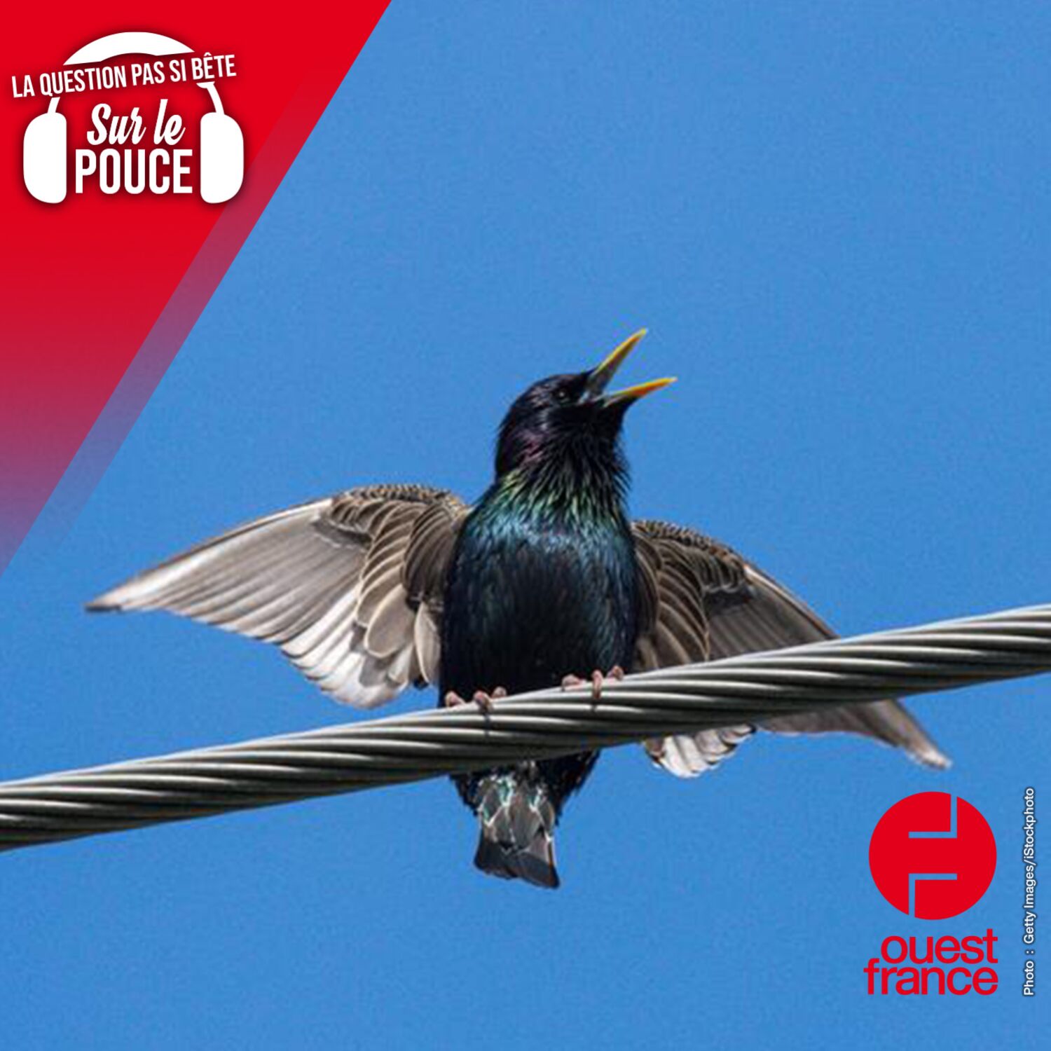 Pourquoi les oiseaux ne s'électrocutent-ils pas lorsqu'ils se...