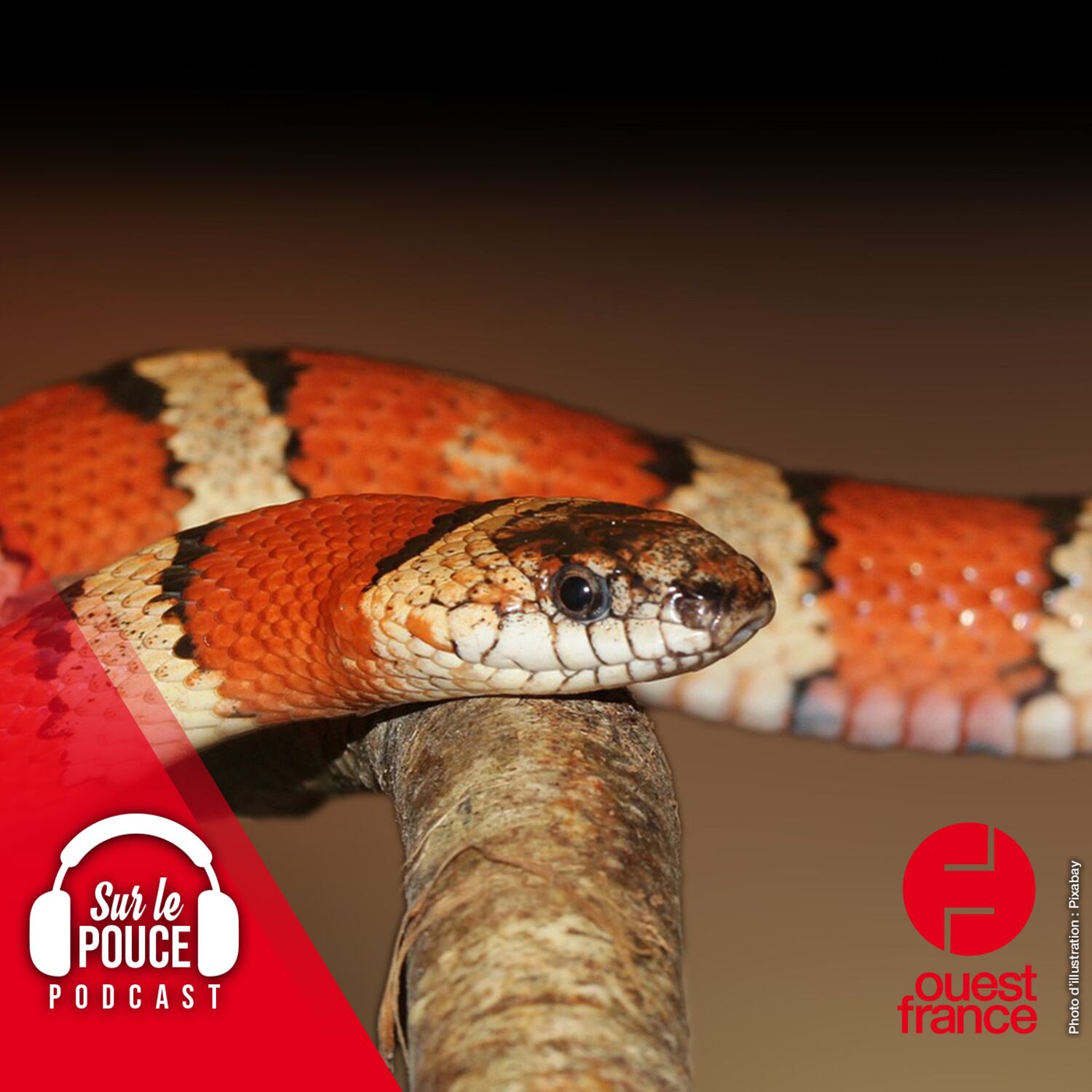 5 mai 2023 - Elle trouve un serpent dans sa boîte de conserve