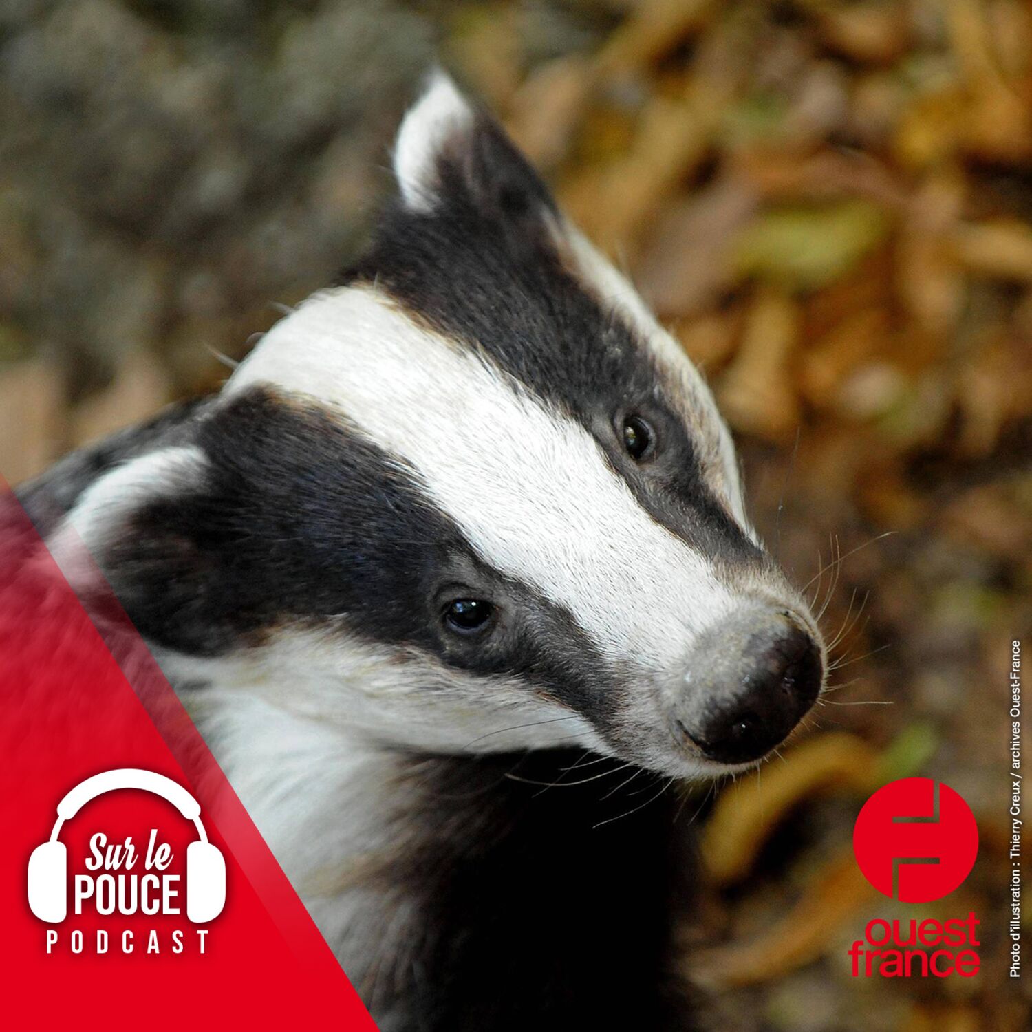 22 mars 2023 - Des blaireaux mettent des trains à l'arrêt