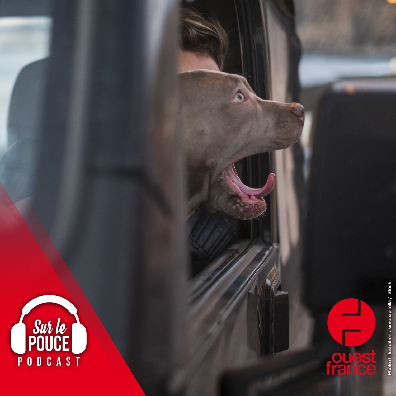 17 mai 2023 - Ivre, il tente de tromper la police avec son chien