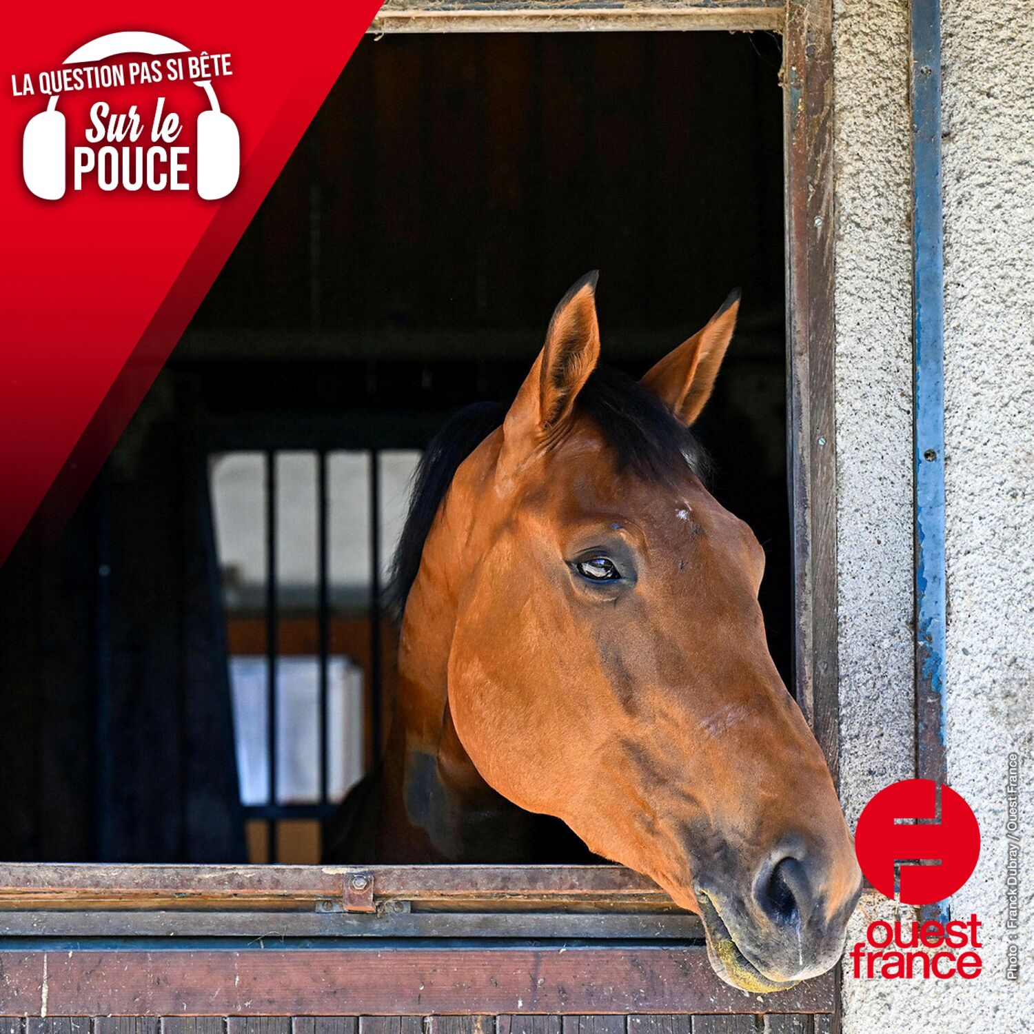 Pourquoi les chevaux ont-ils les yeux sur le côté de la tête ?