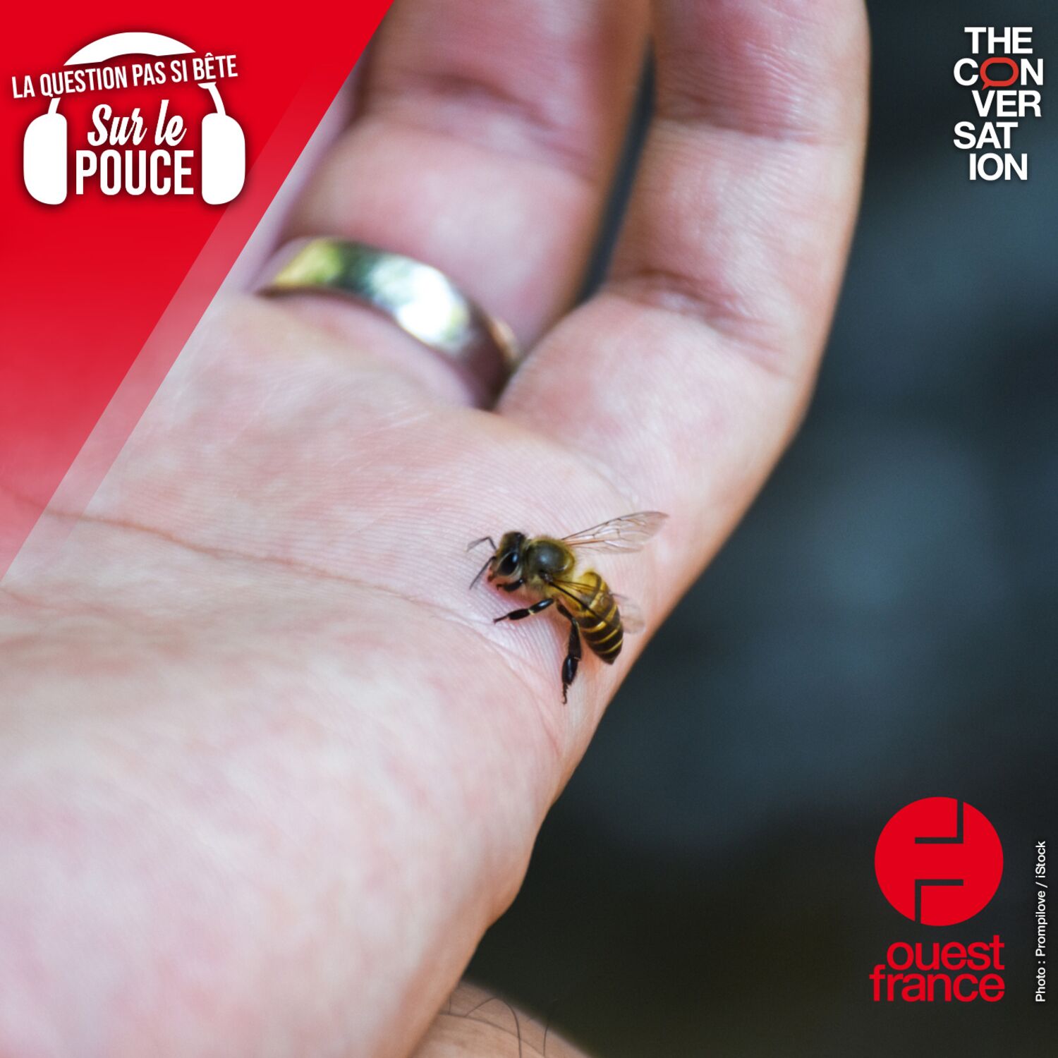 Les abeilles sont-elles conscientes qu’elles vont mourir si elles...