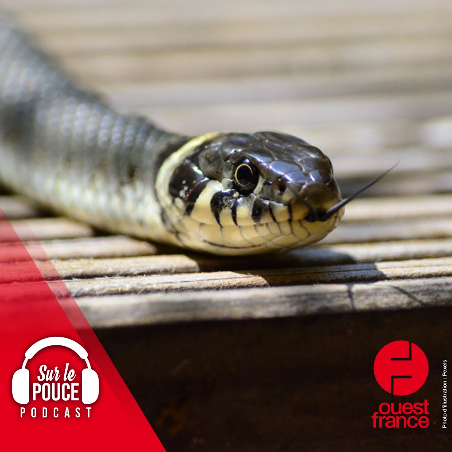 10 mai 2023 - Sa nouvelle maison est infestée de serpents