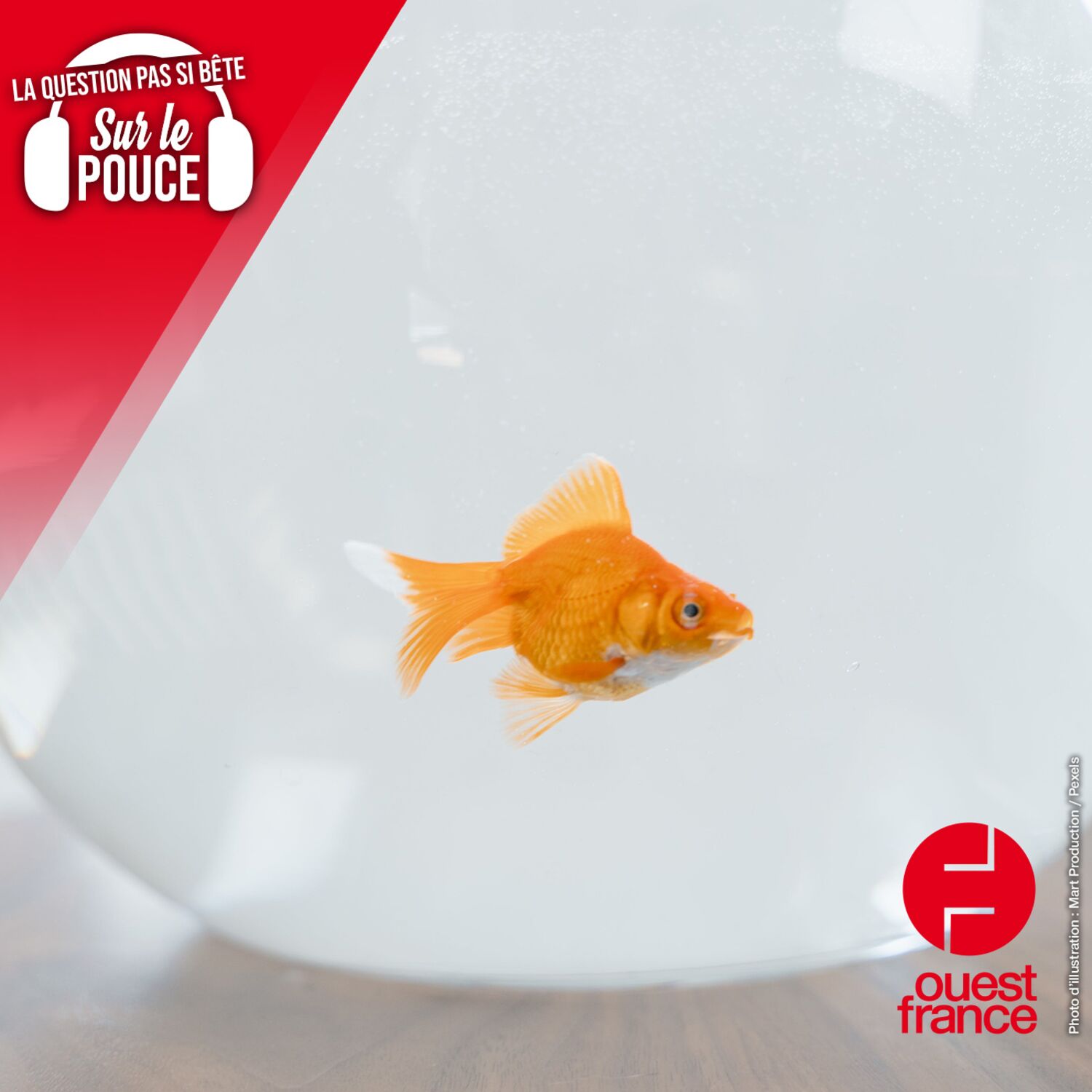 7 novembre 2023 - Les poissons rouges ont-ils vraiment trois...