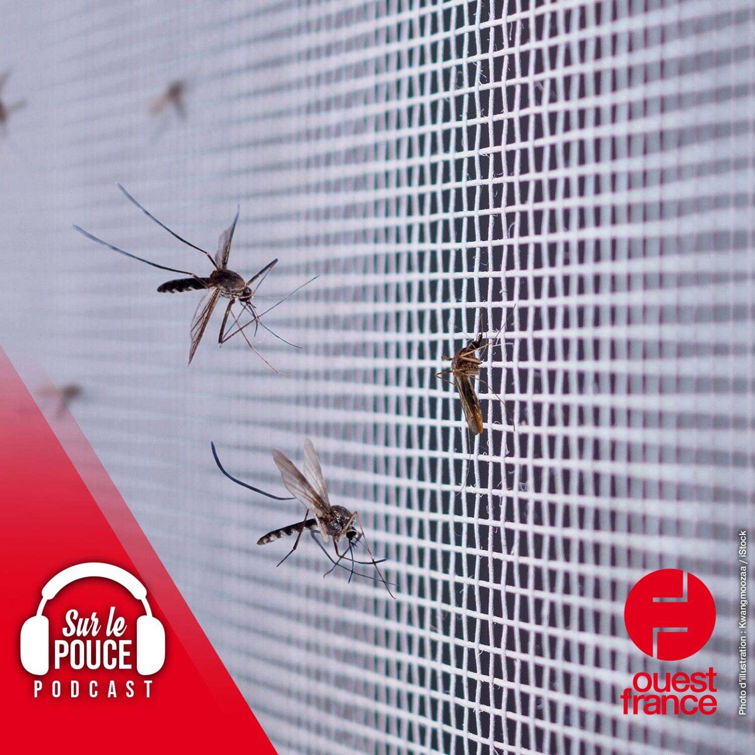 22 mai 2023 - Pour aider la science, ils ont servi d'appât à 200...