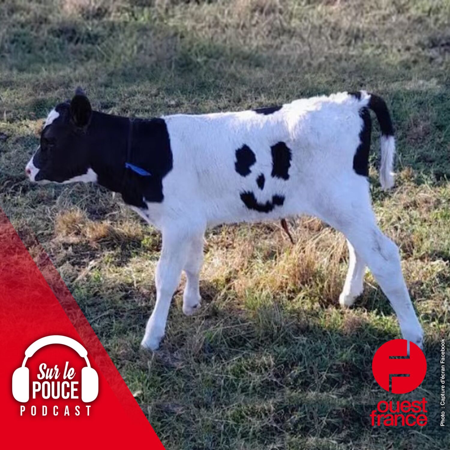 17 mars 2023 - Un veau aux taches particulières