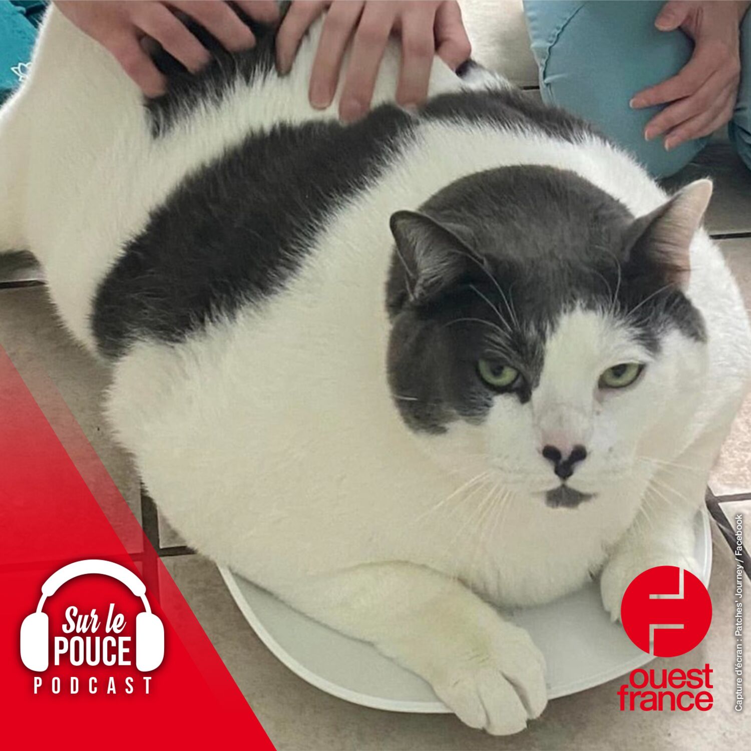 2 mai 2023 - Ce chat de 18 kilos se met au régime