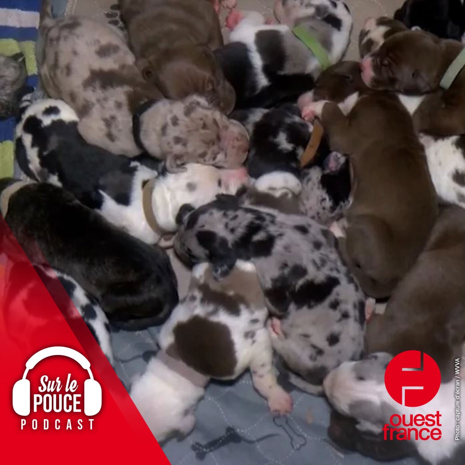 30 mars 2023 - Une chienne donne naissance à 21 chiots