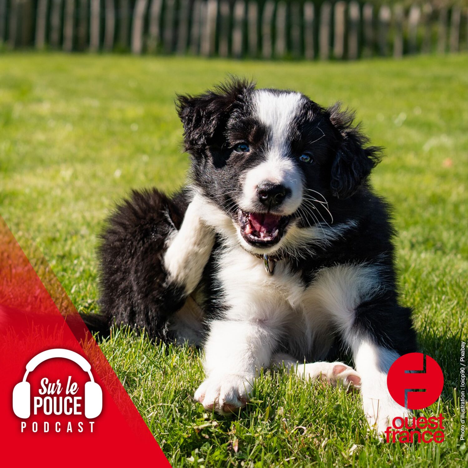 4 août 2023 - En Suisse, un chien parcourt 163 kilomètres à la...