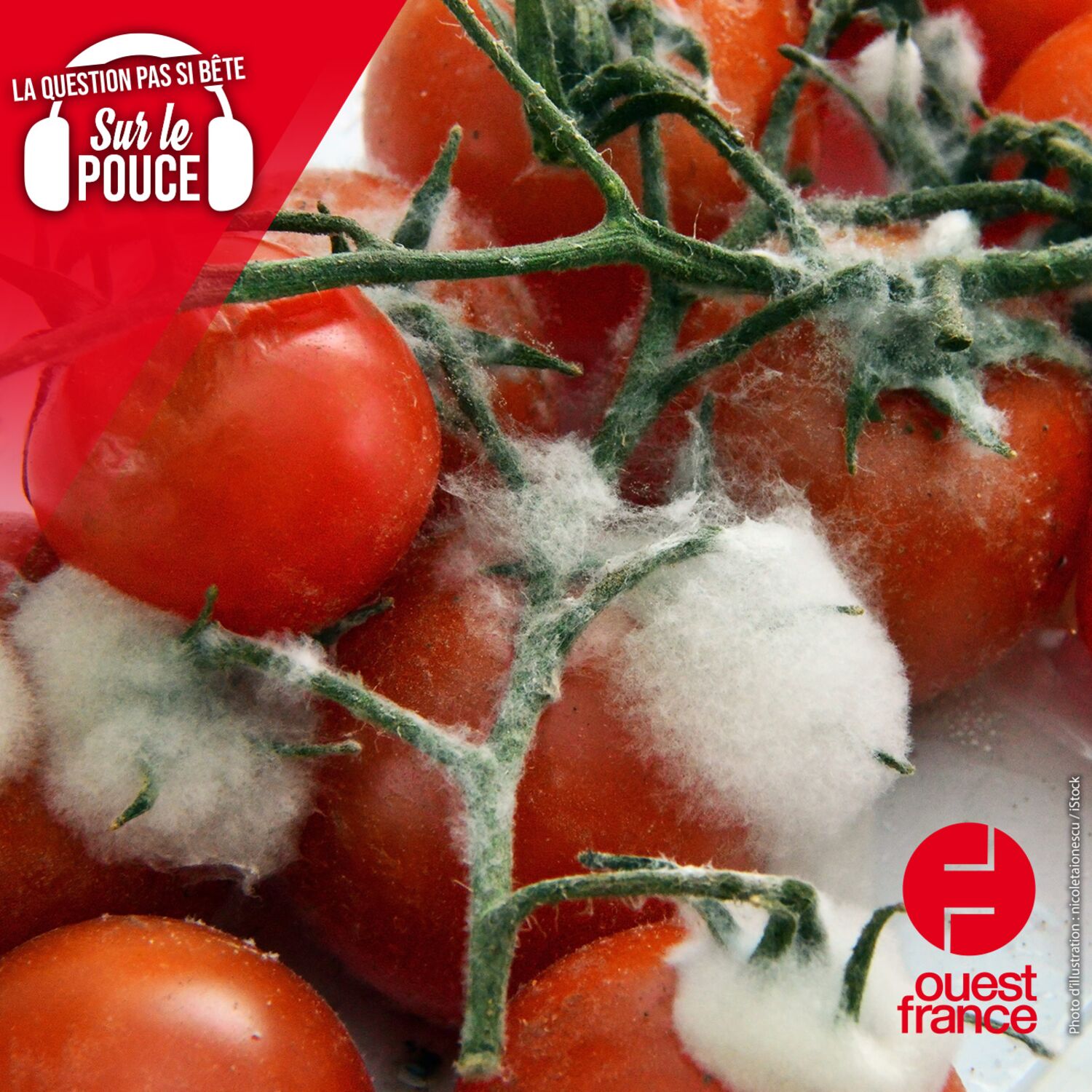 Peut-on manger sans risque un aliment dont on a coupé la partie moisie ?