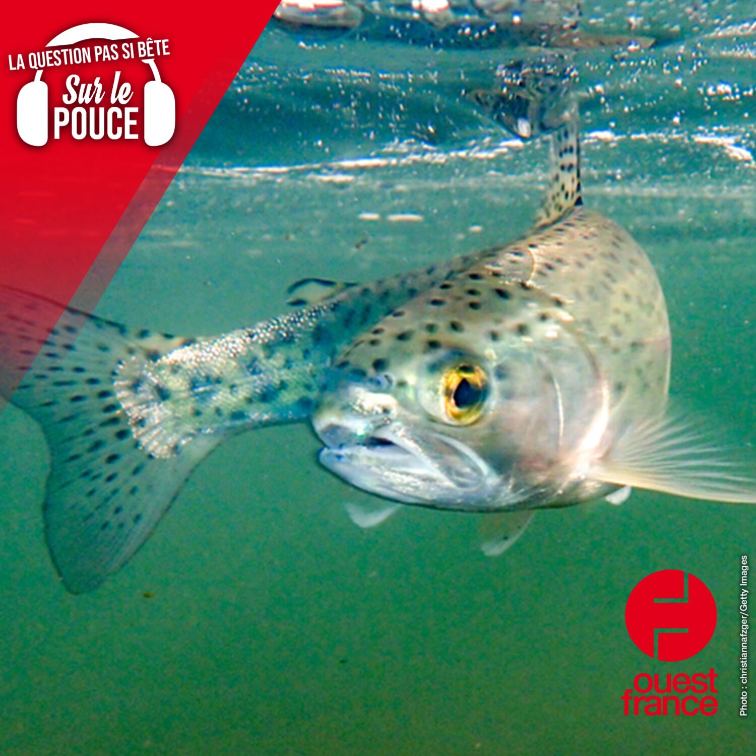 Les poissons souffrent-ils des vagues de chaleur ?