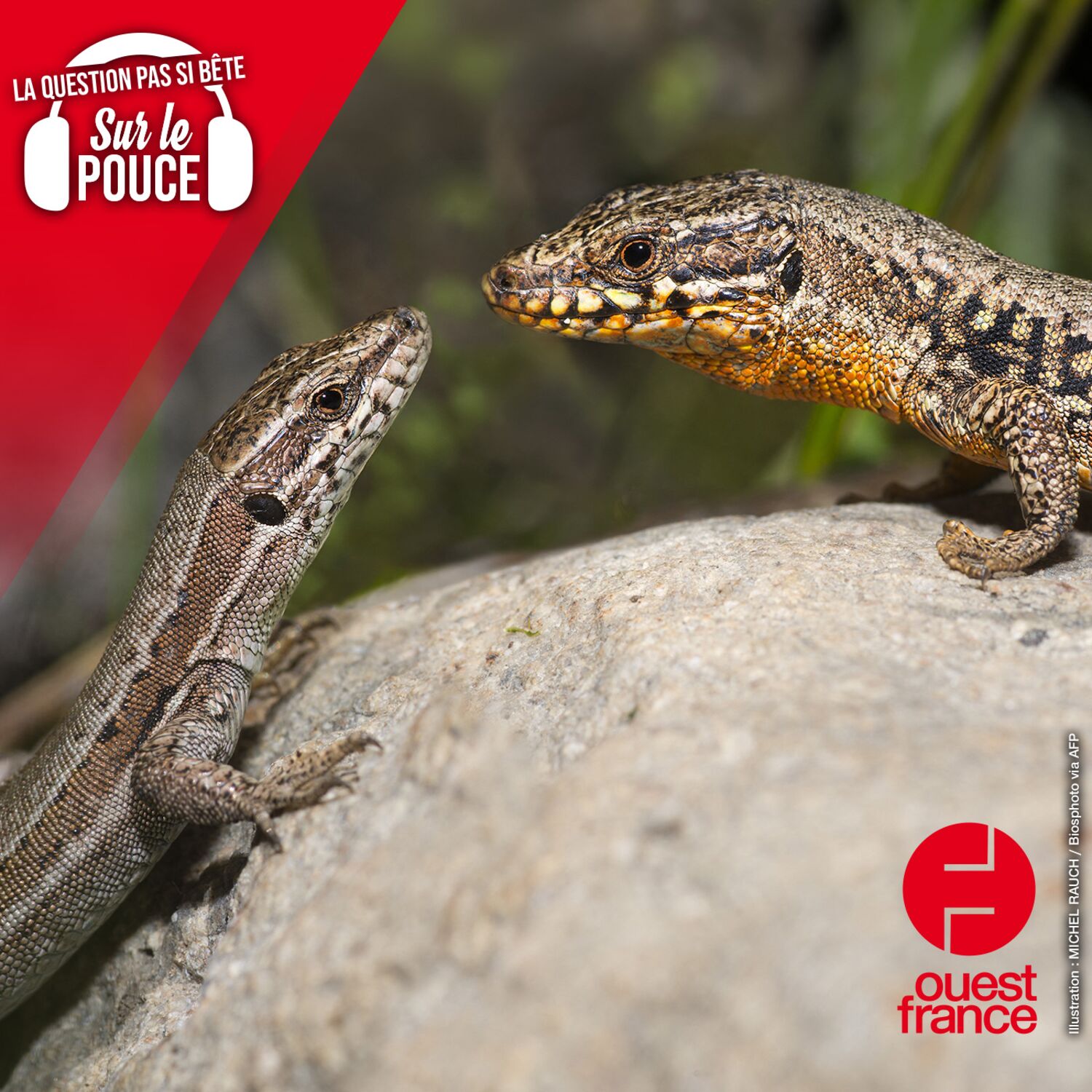 Comment certains animaux, comme les lézards, régénèrent-ils leur membre amputé ?