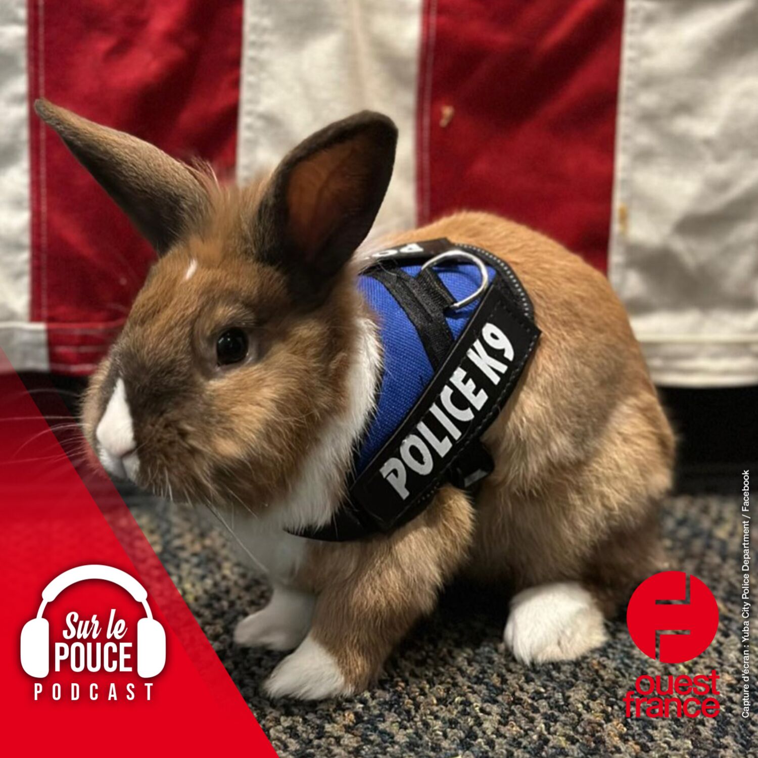 8 avril 2023 - Contre le stress, ces policiers câlinent un lapin