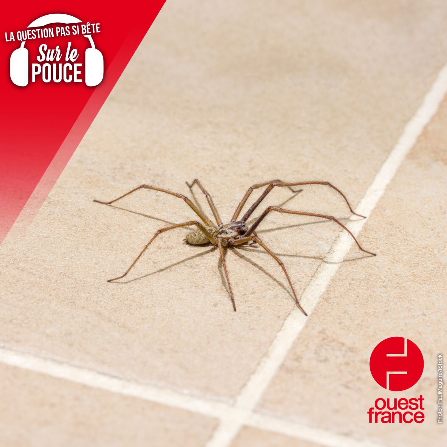 Combien de temps vivent les araignées dans les maisons ?