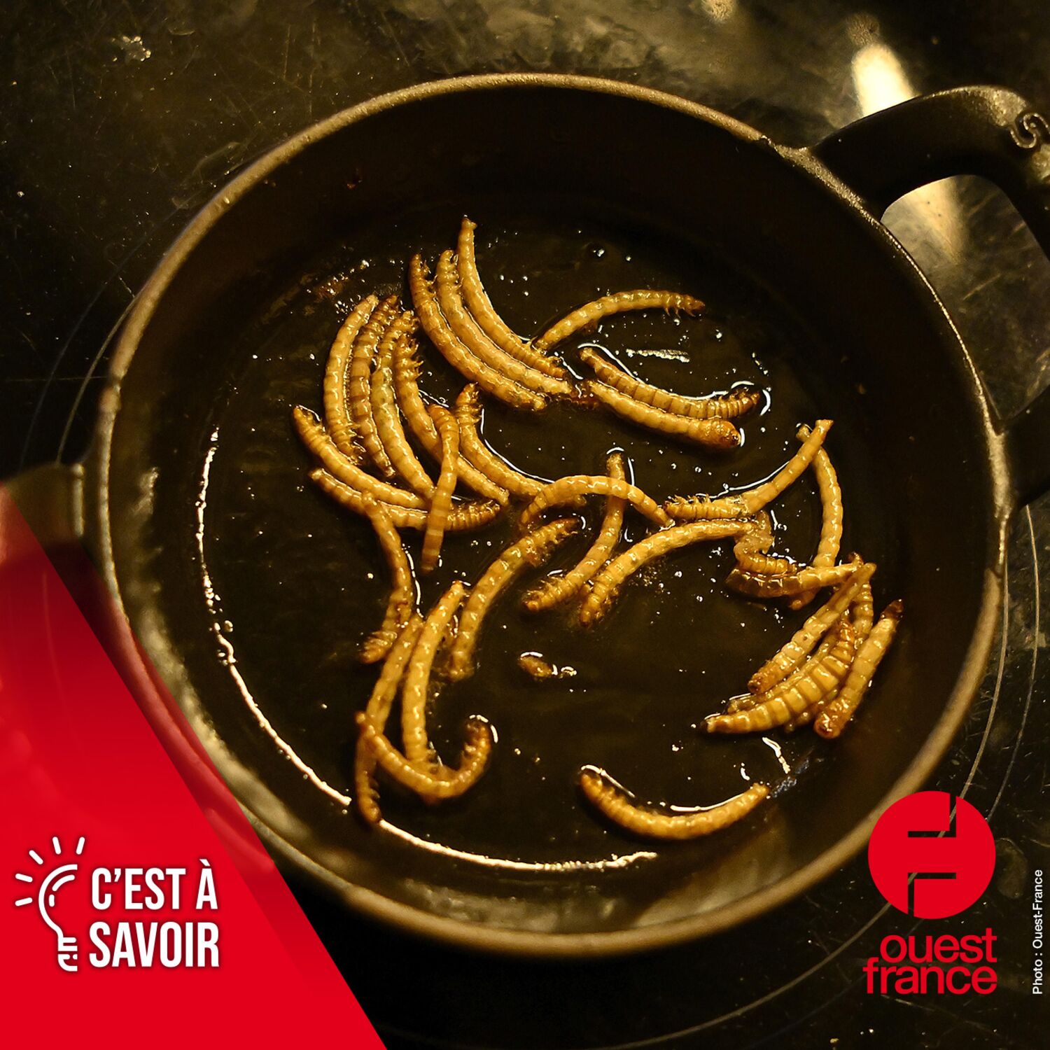 Des insectes bientôt dans nos assiettes ?