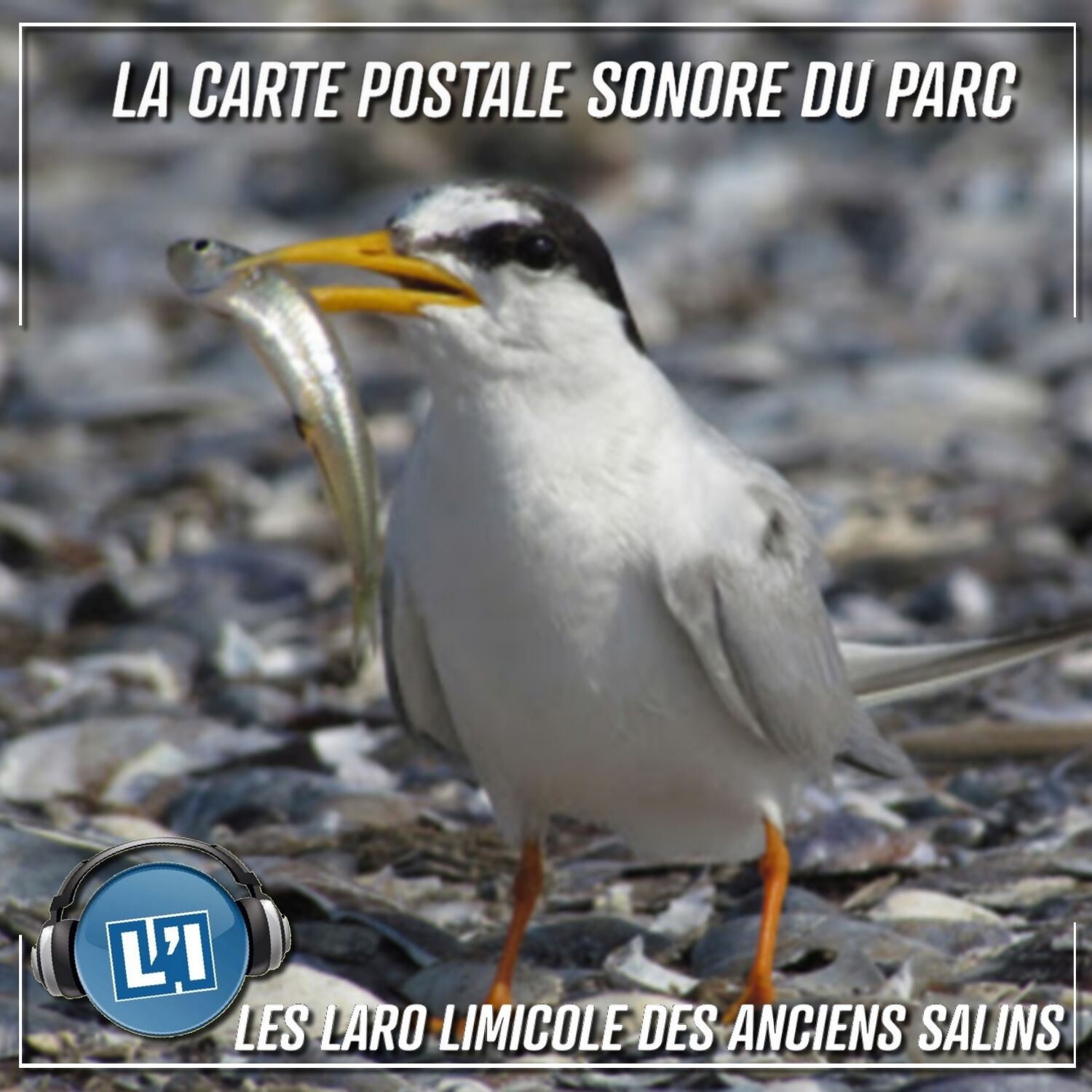 Les laro-limicoles des anciens salins de Sigean avec Kattalin Fortuné-Sans