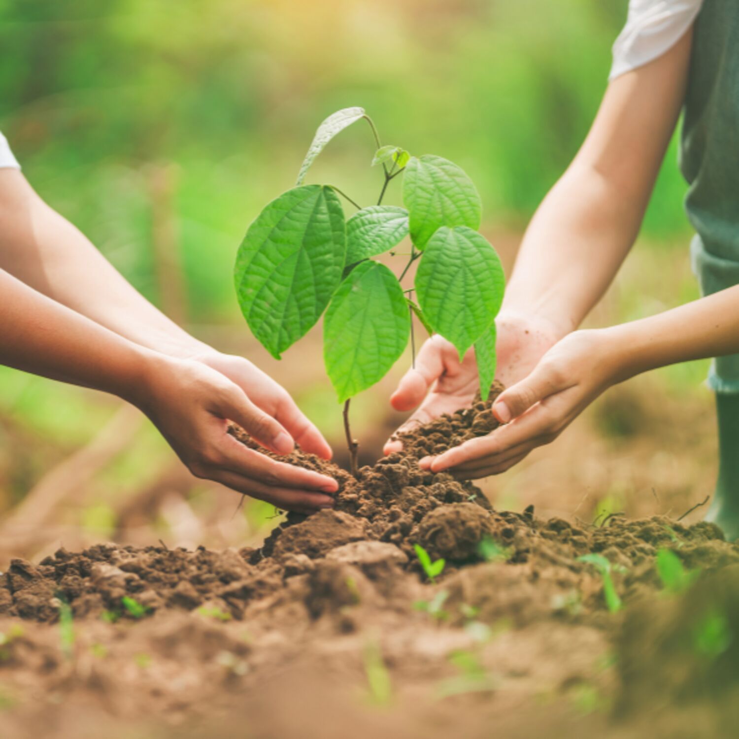 Rassegna settimanale