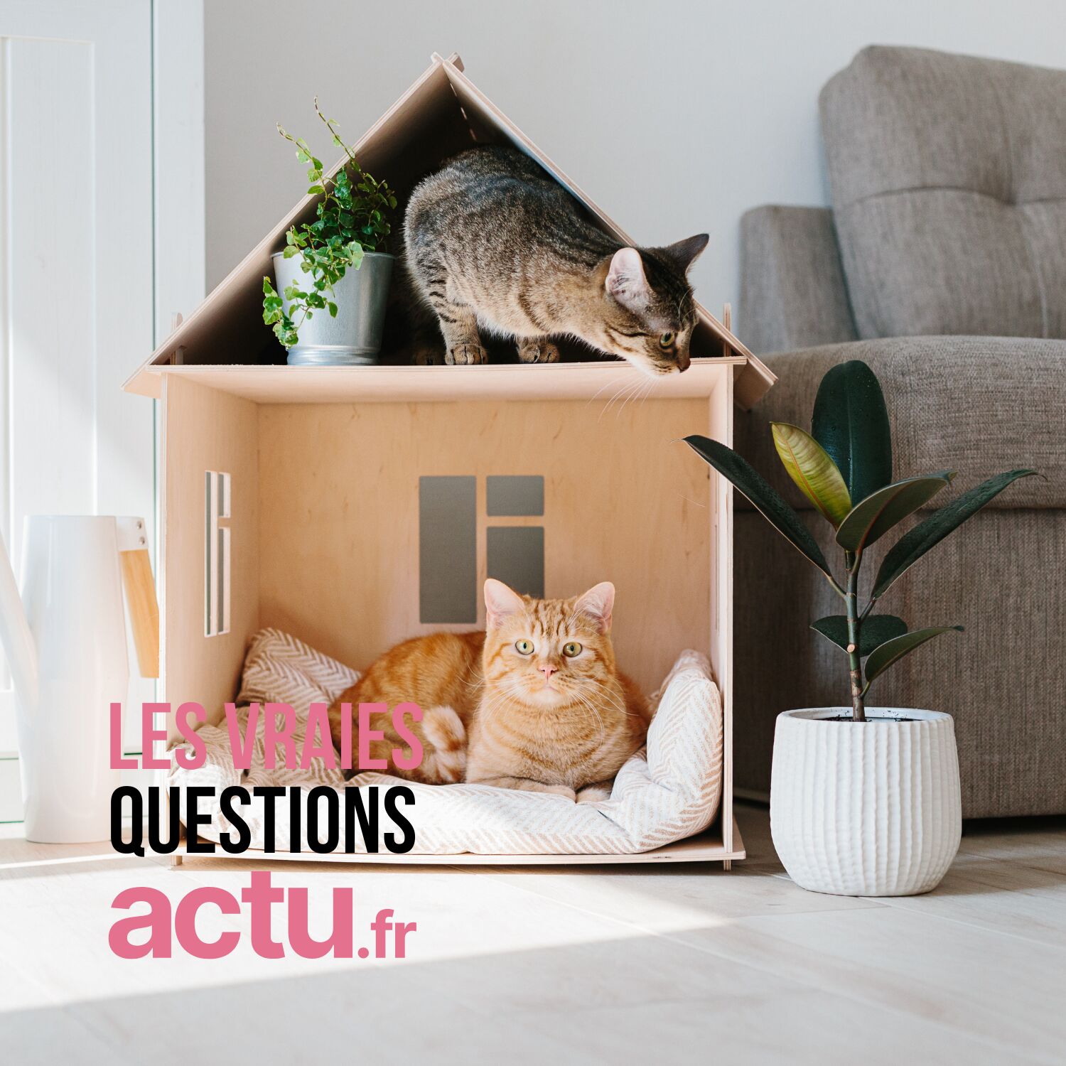 Les chats pensent-ils vraiment qu’on habite chez eux ? episode artwork
