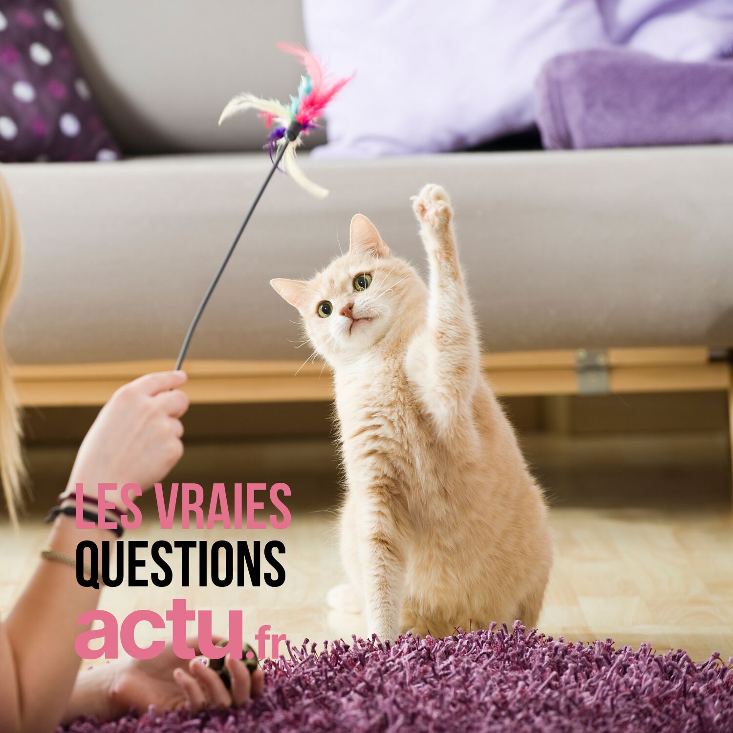 Les chats sont-ils heureux en appartement ? episode artwork