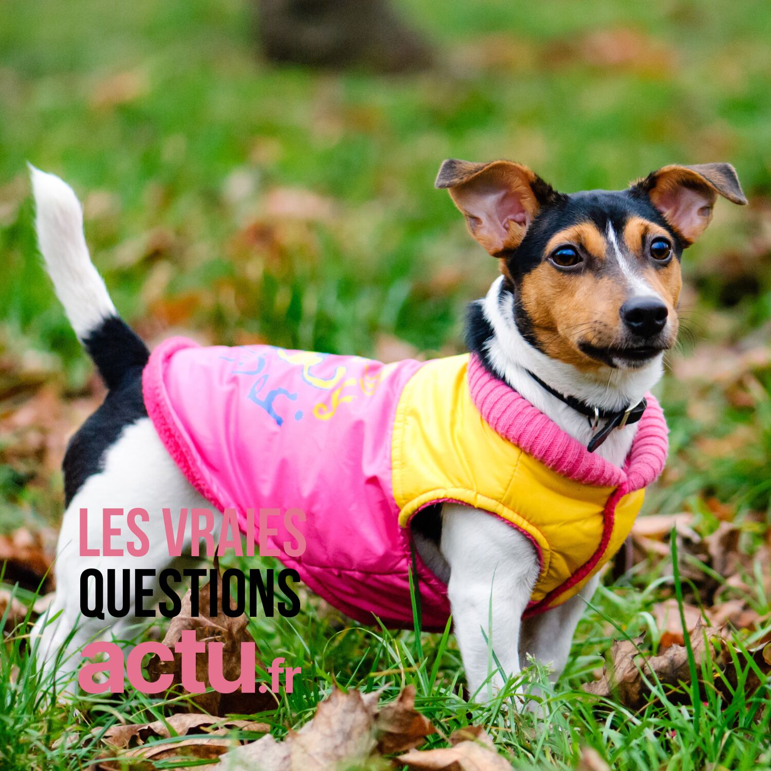 Faut-il mettre un manteau à mon chien quand il fait froid ? episode artwork