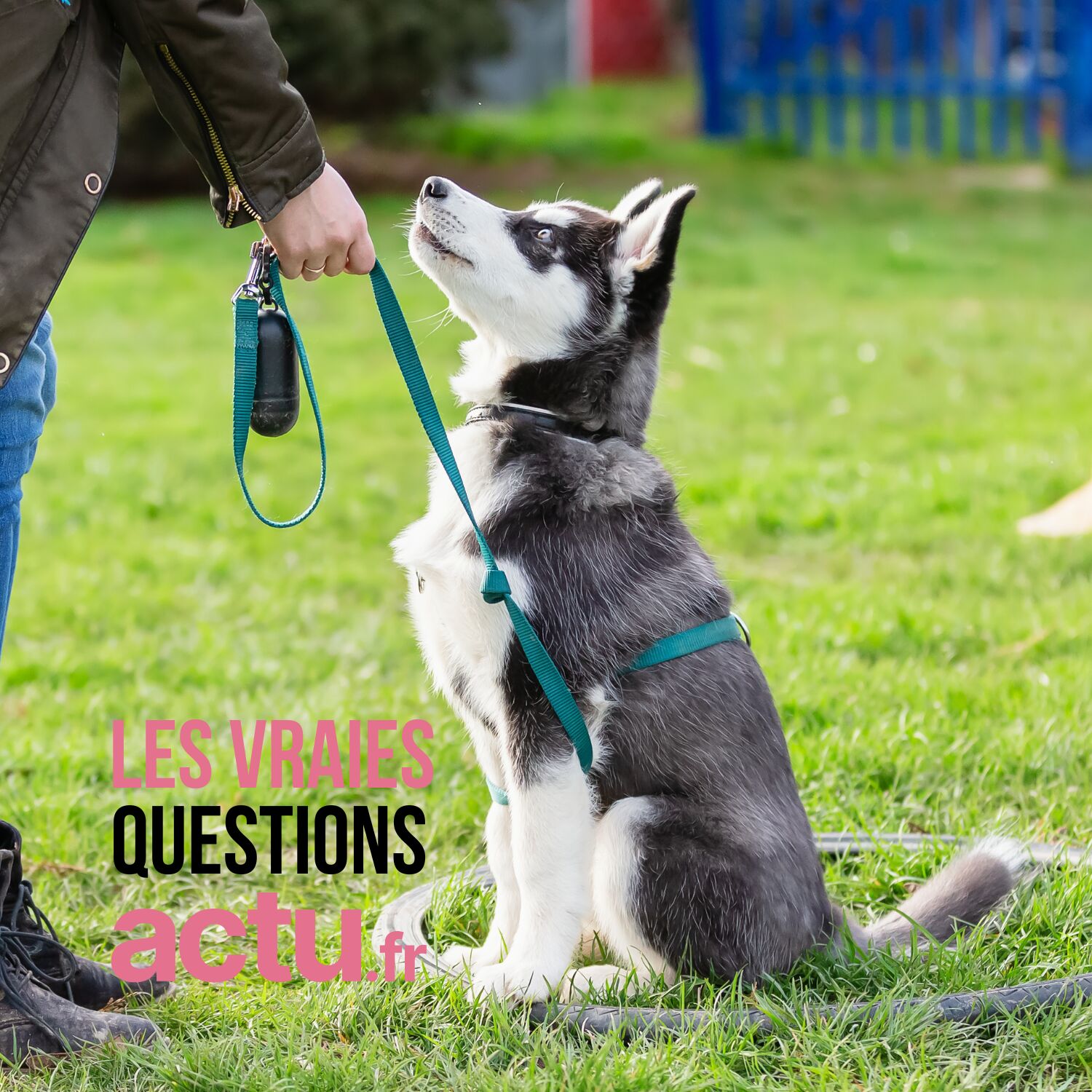 Pourquoi apprendre à votre chien à s'asseoir ça ne sert à rien ? episode artwork