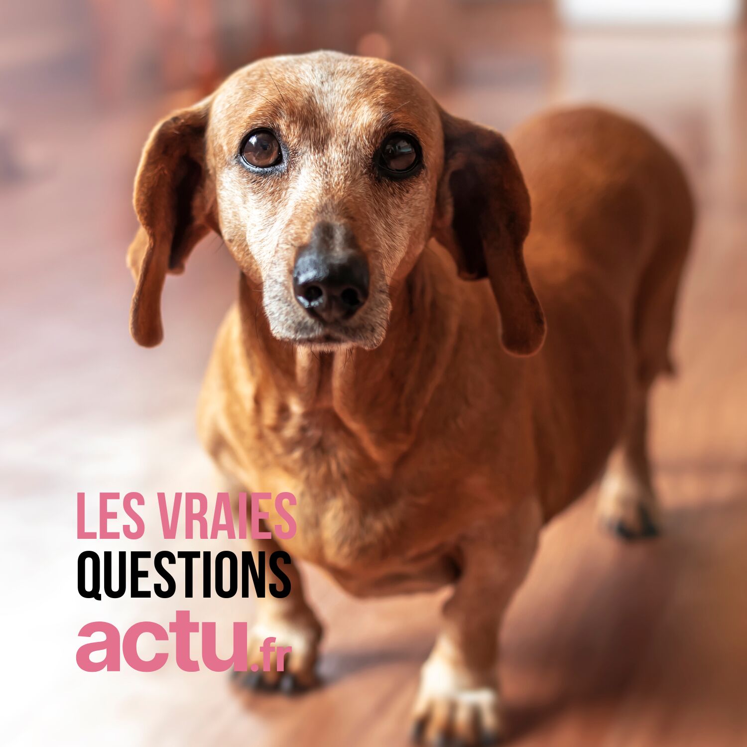 Mon chien est-il triste quand je le laisse seul chez moi ? episode artwork