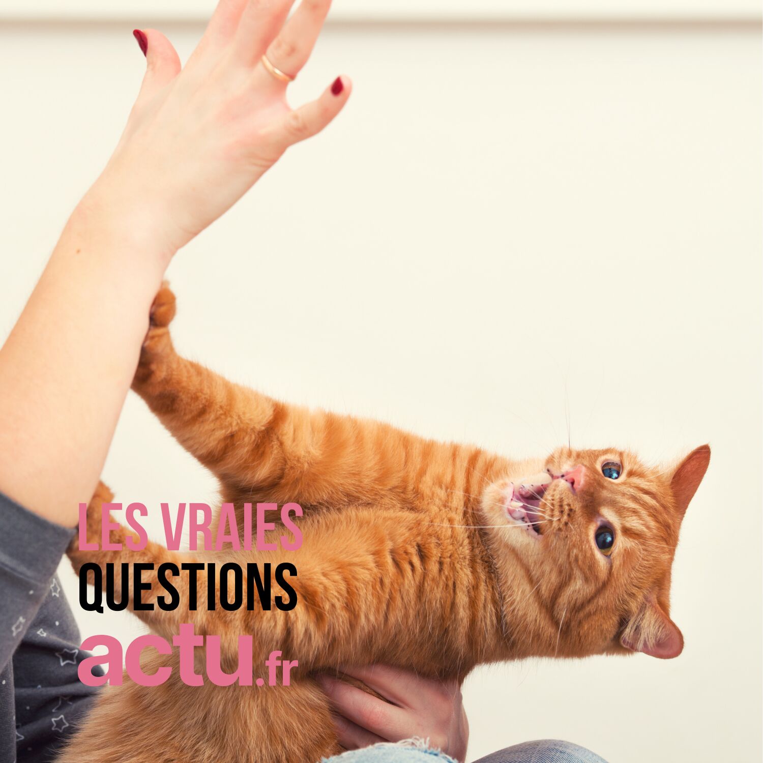 Pourquoi les chats nous mordent-ils quand on les caresse ? episode artwork