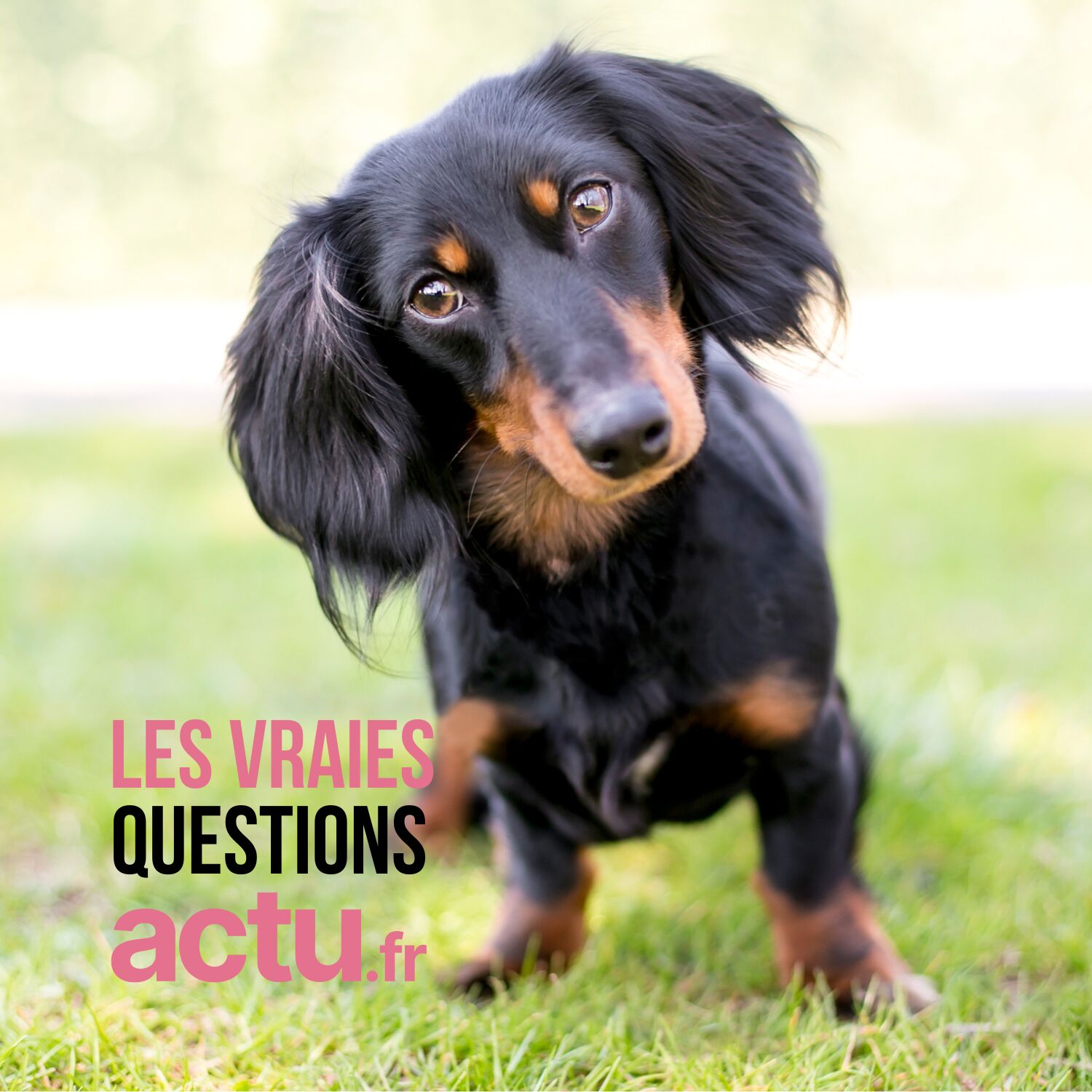 Pourquoi nos chiens penchent-ils la tête quand on leur parle ? episode artwork
