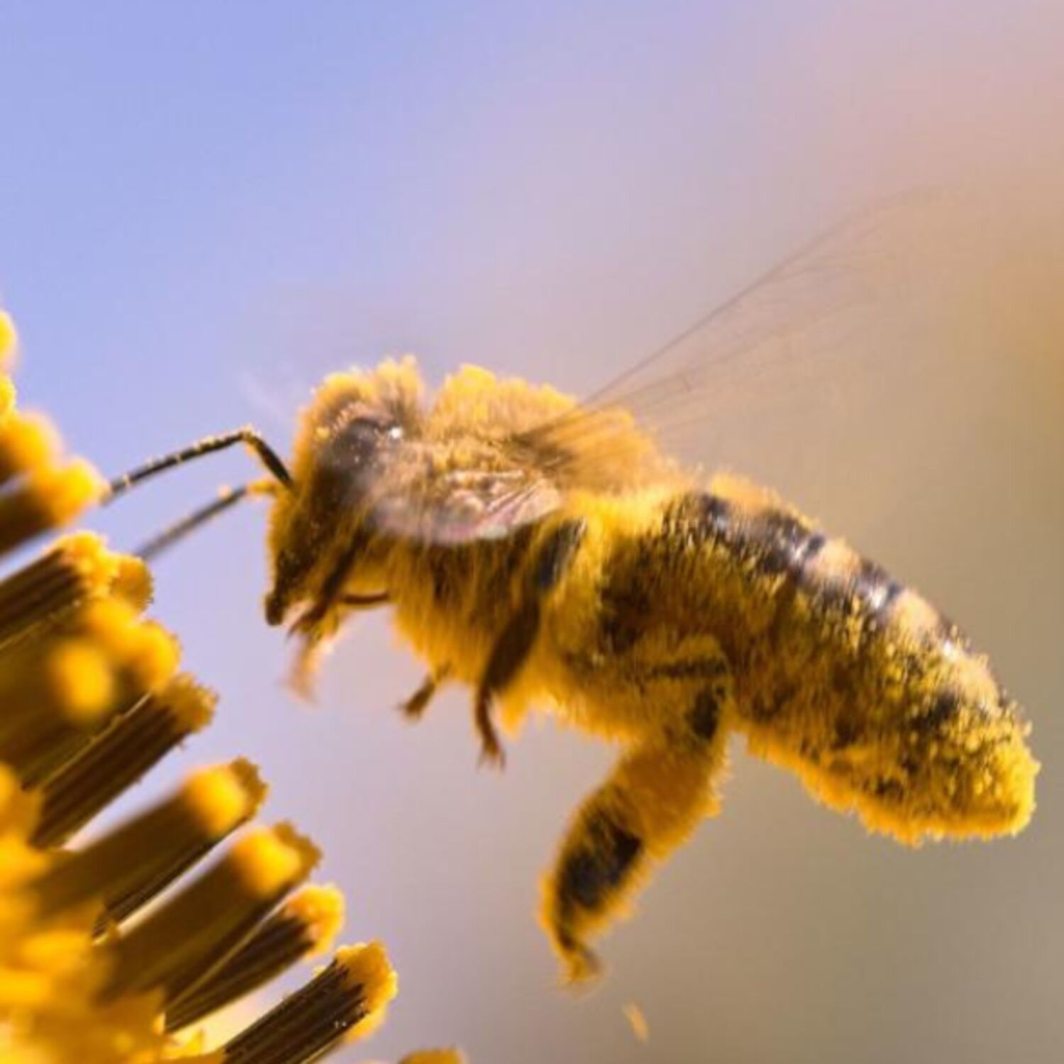 Protéger les pollinisateurs