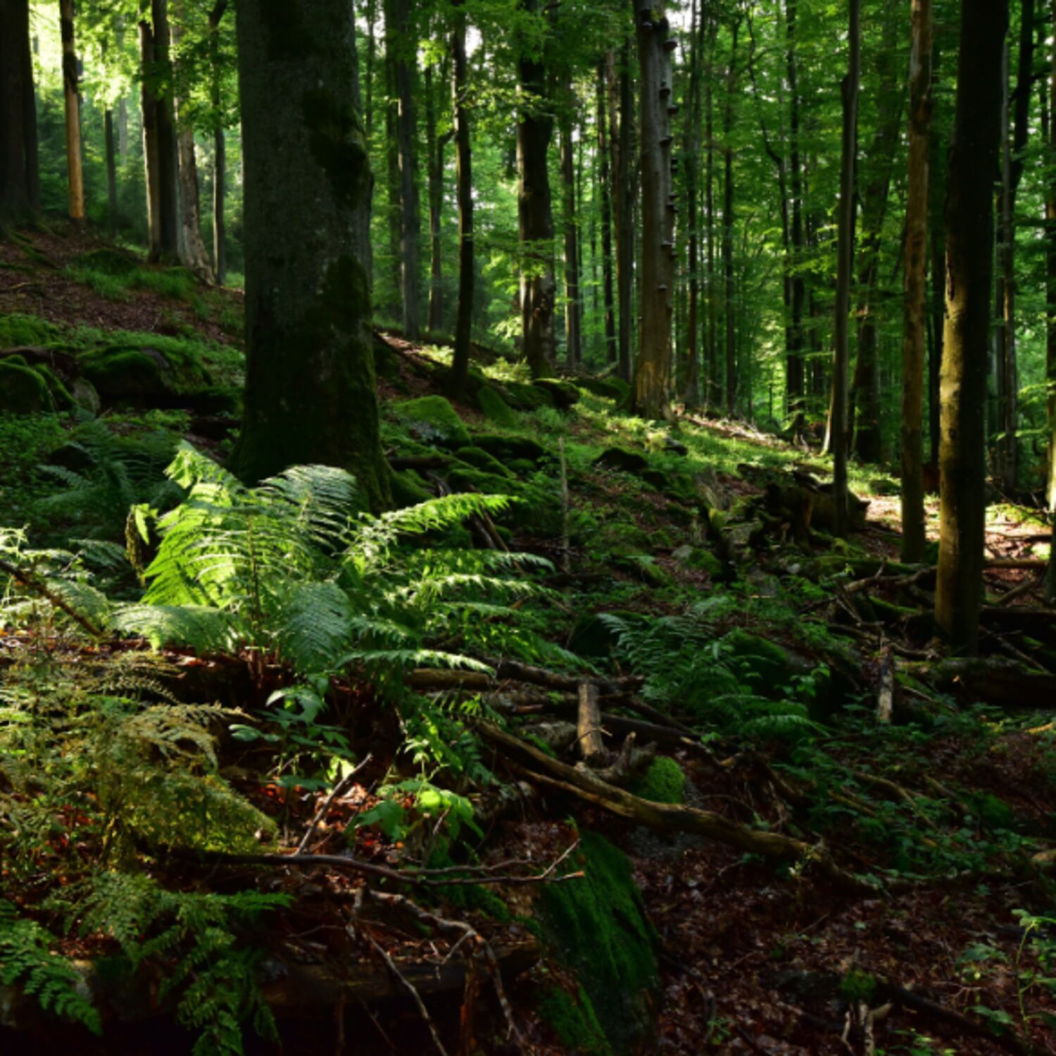 Préserver les forêts anciennes d’Europe pour les générations futures