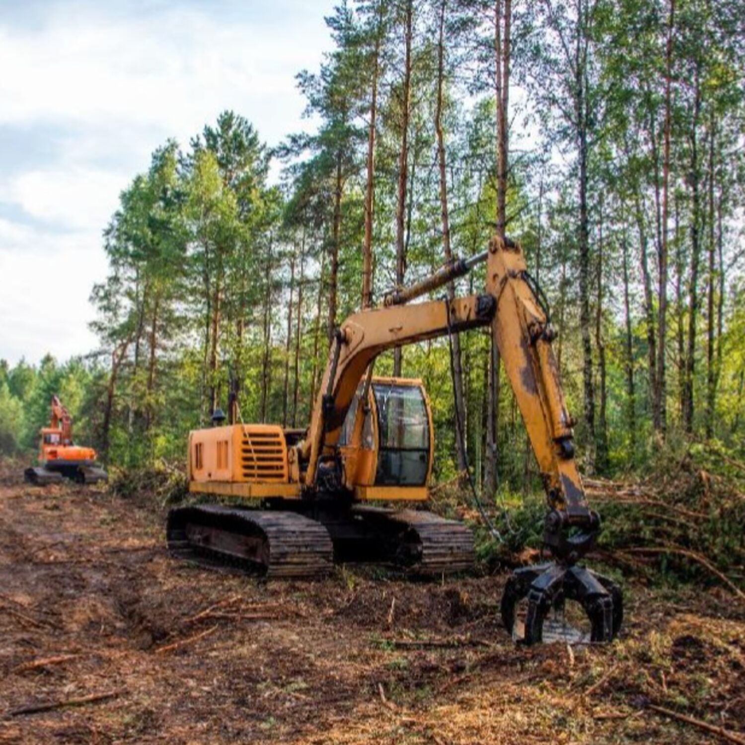 Pour des produits et des denrées «zéro déforestation» au sein de l’Union européenne