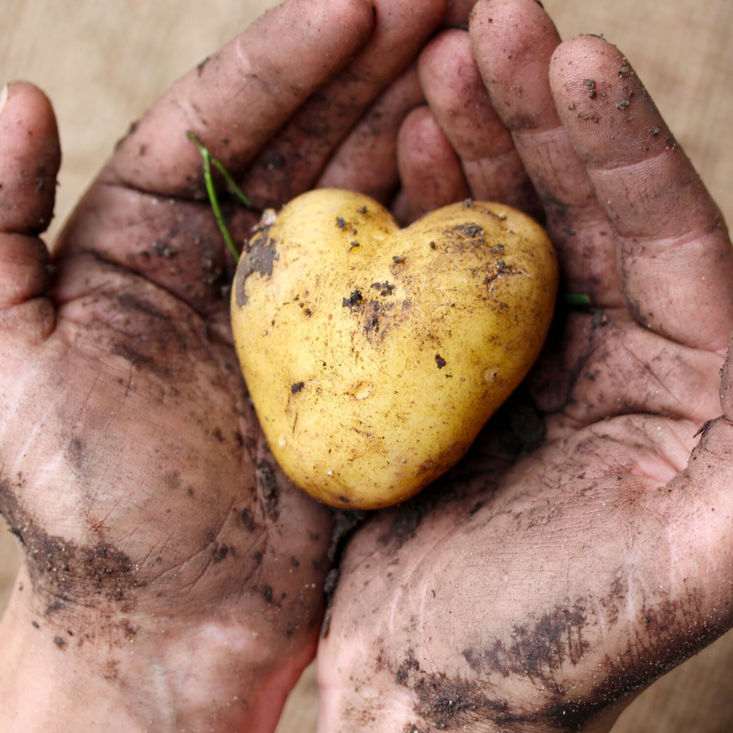 L’avenir de l’agriculture dans l’UE: un enjeu durable et équitable