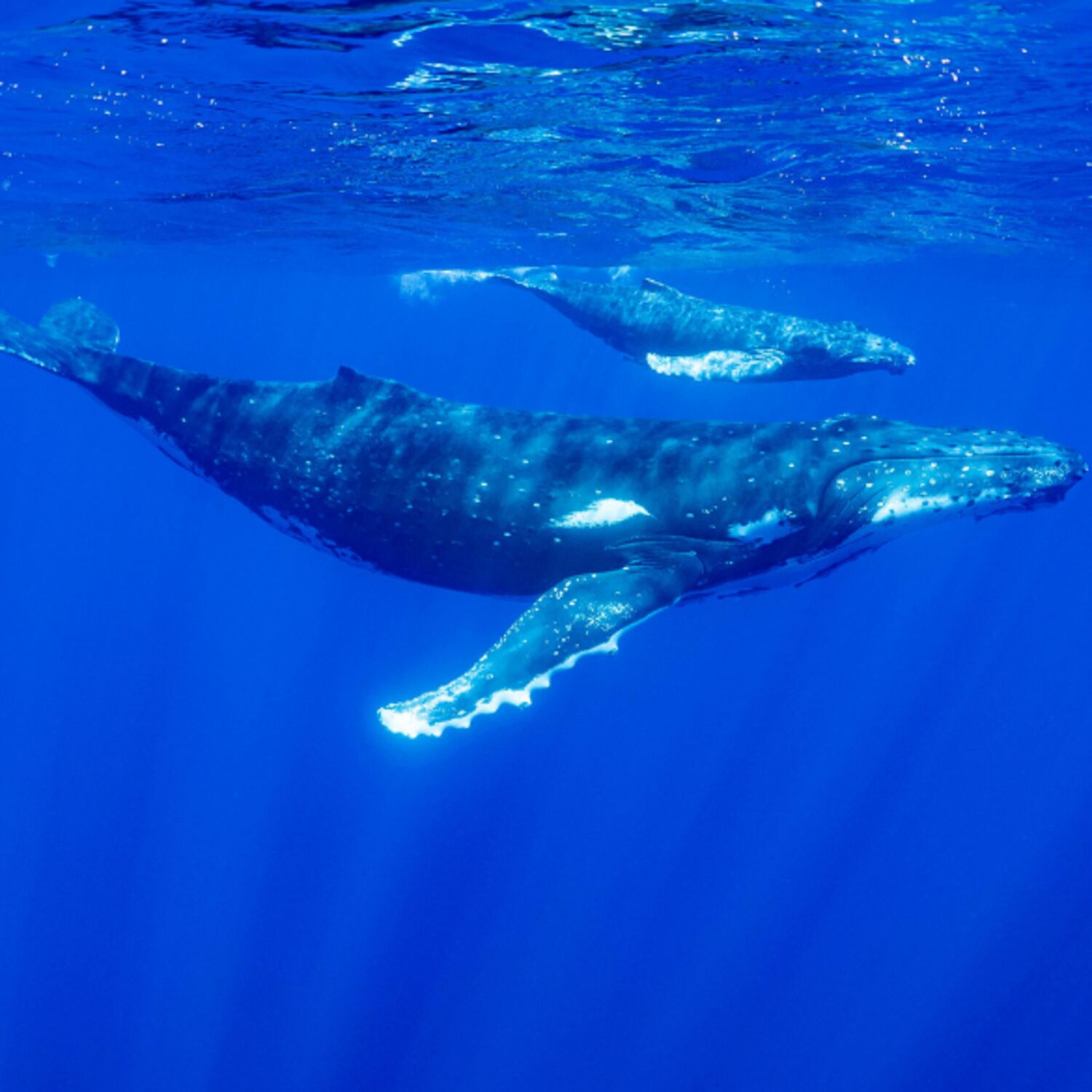 Protection des océans: l’heure est à l’action