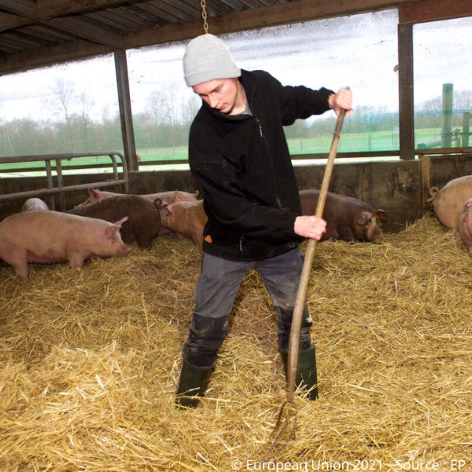 Le rôle des petites exploitations agricoles dans le système alimentaire de l’Union européenne