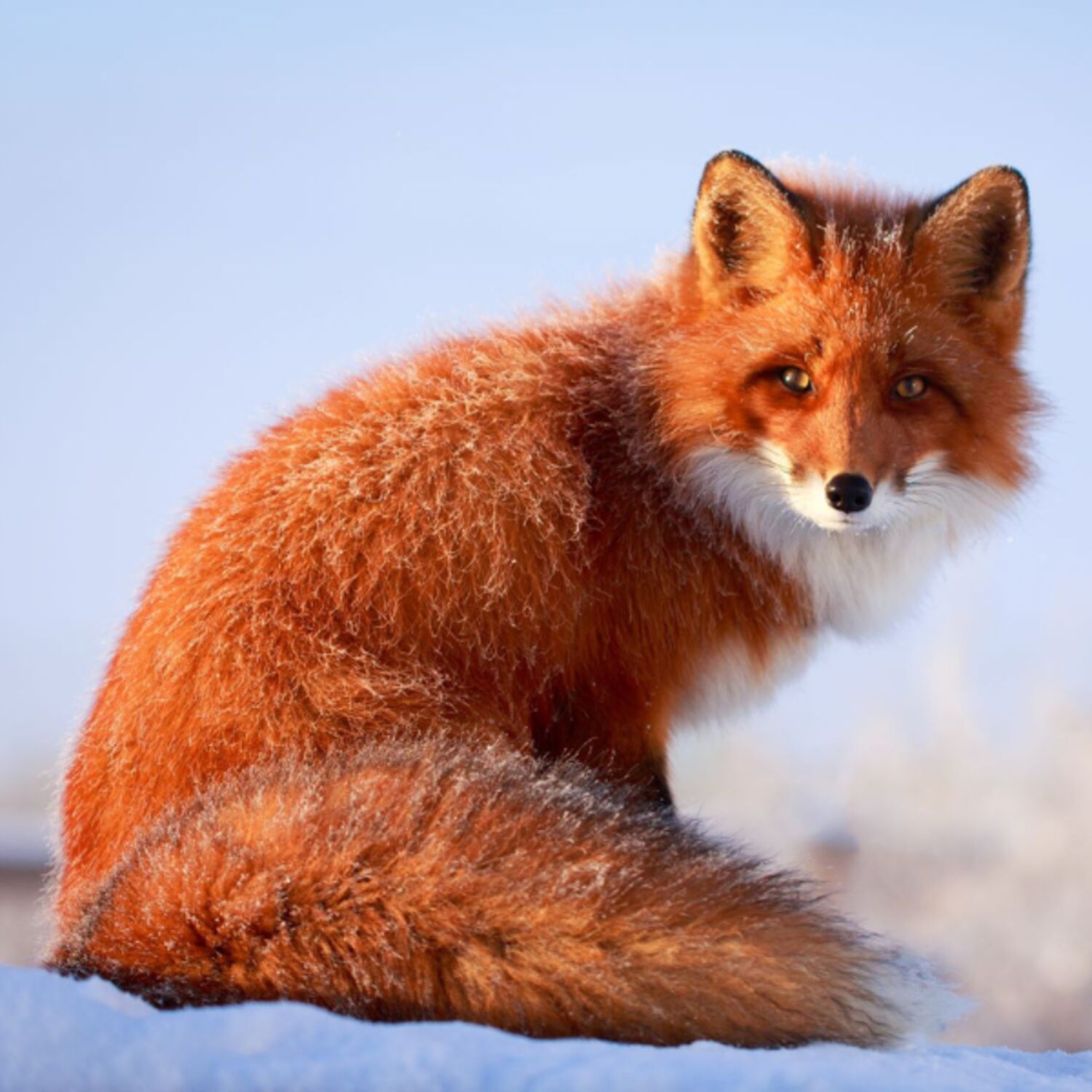 Initiative citoyenne européenne: «Fur Free Europe» («pas de fourrure en Europe»)